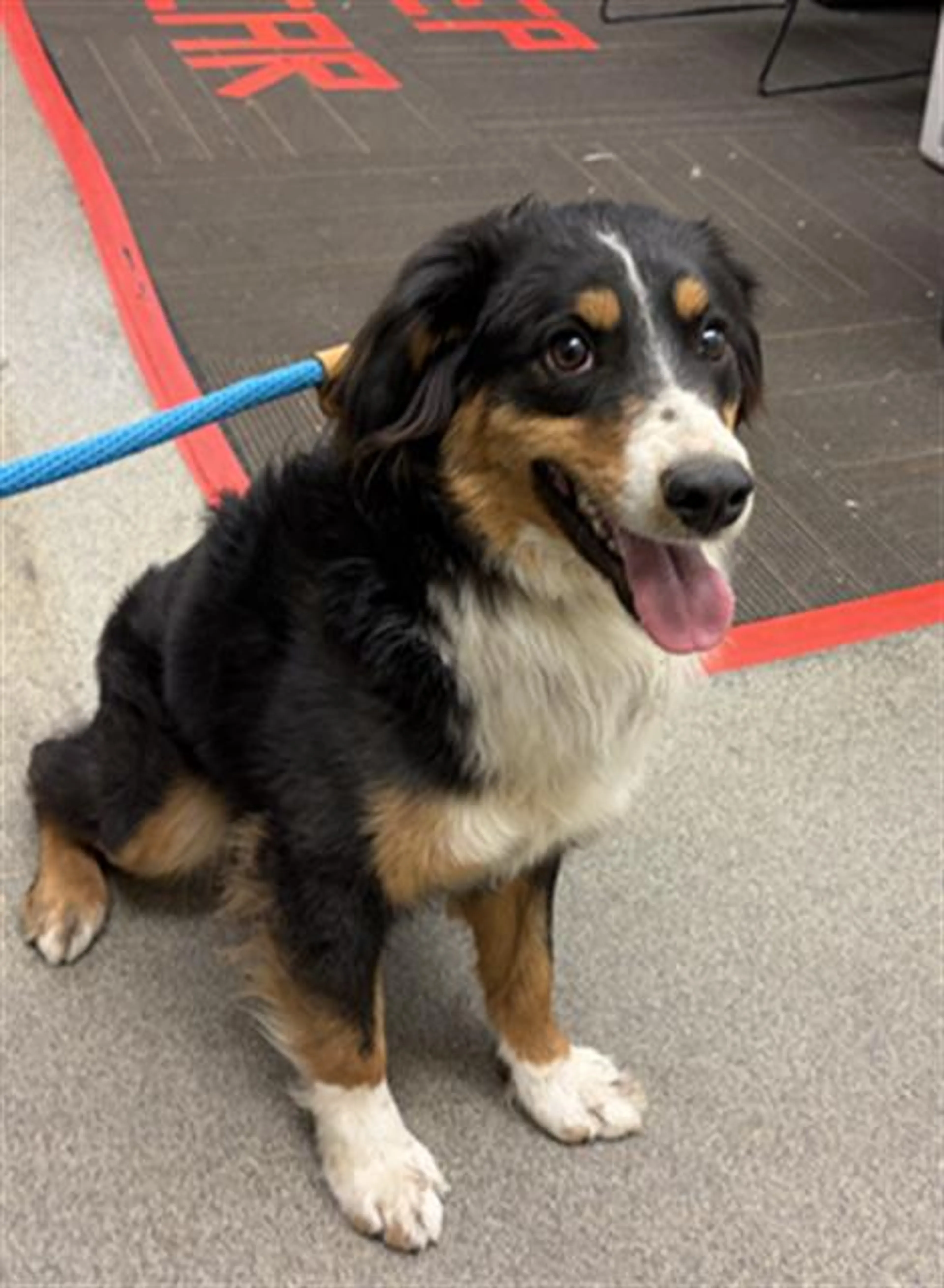 Found pet