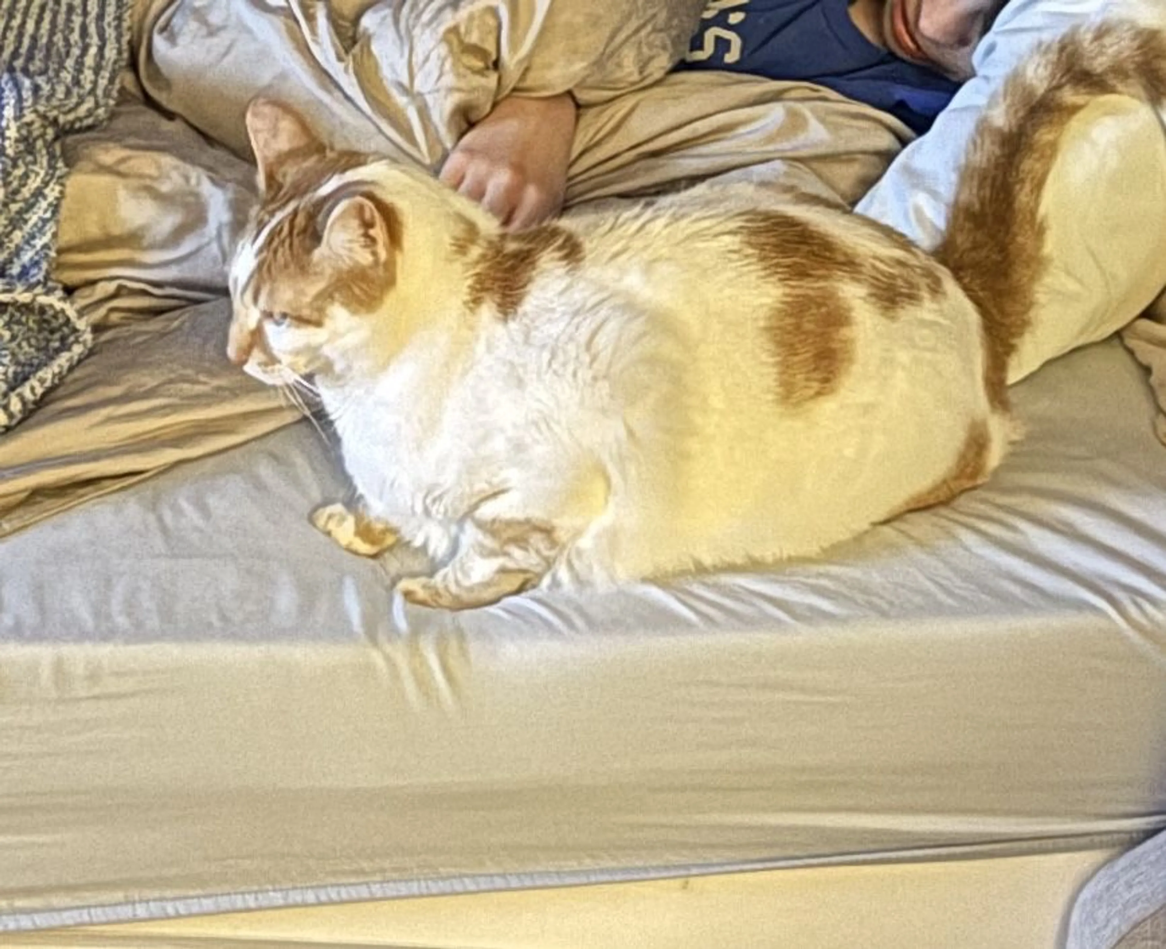 Lost pet-1