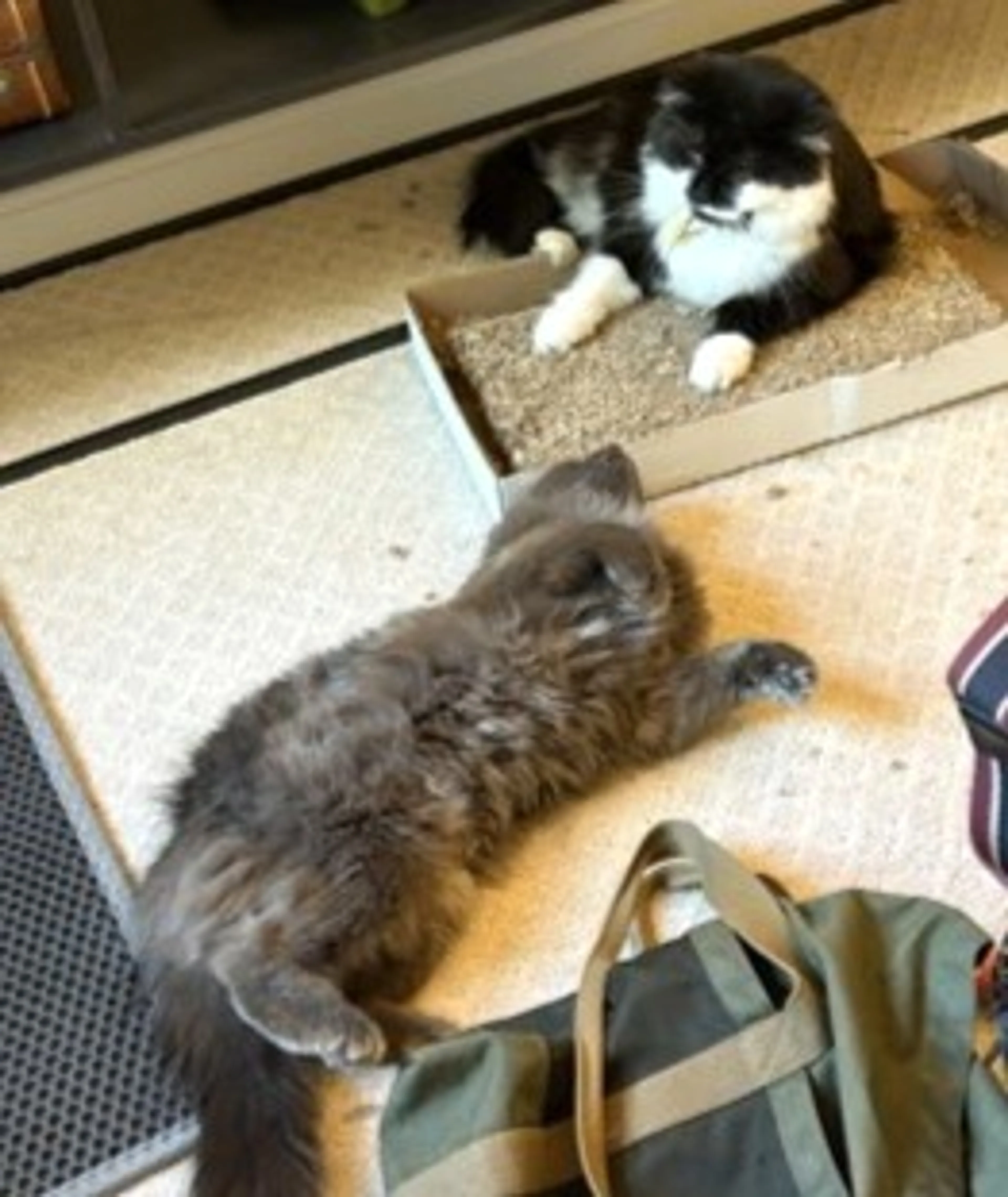 Found pet-1