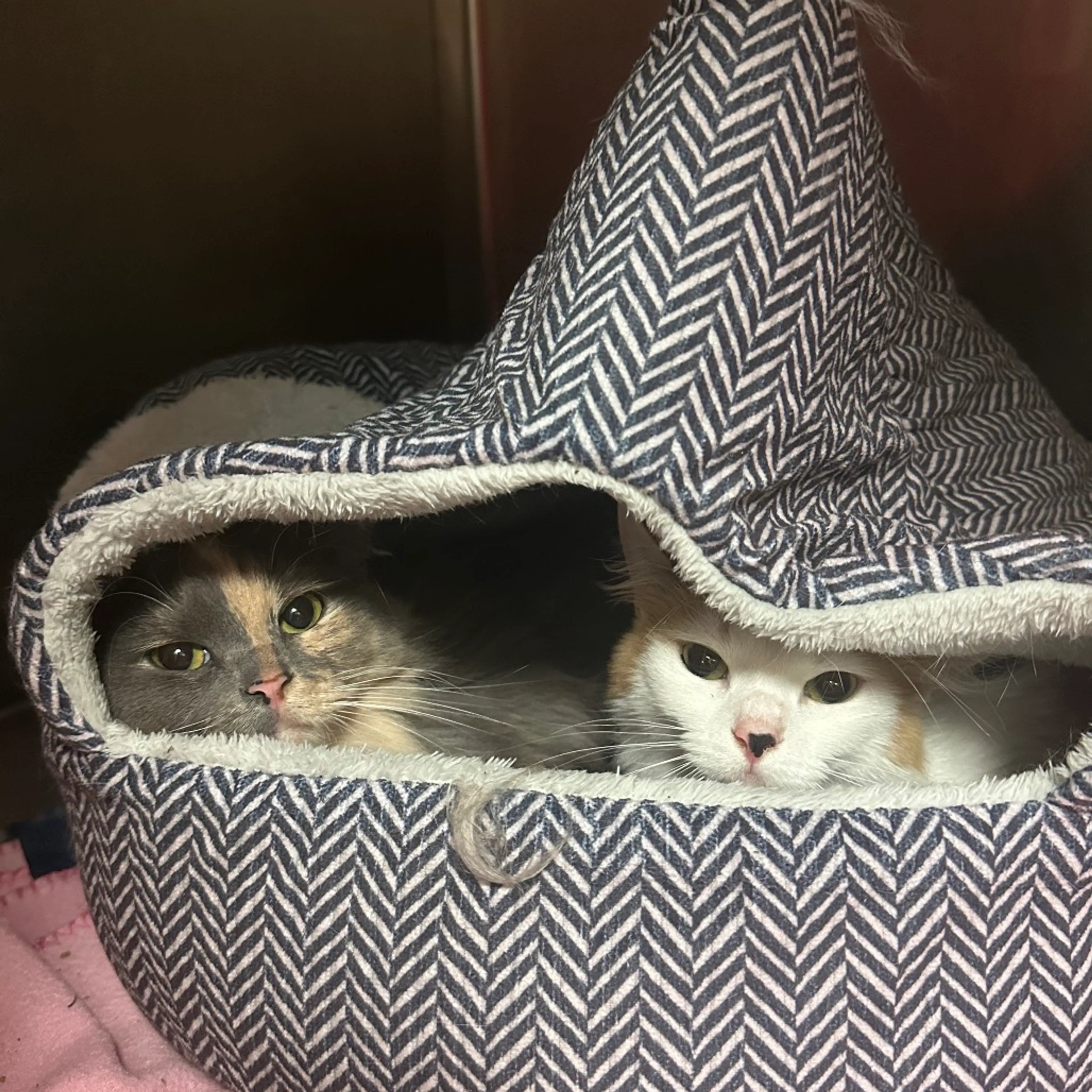 Found pet-1