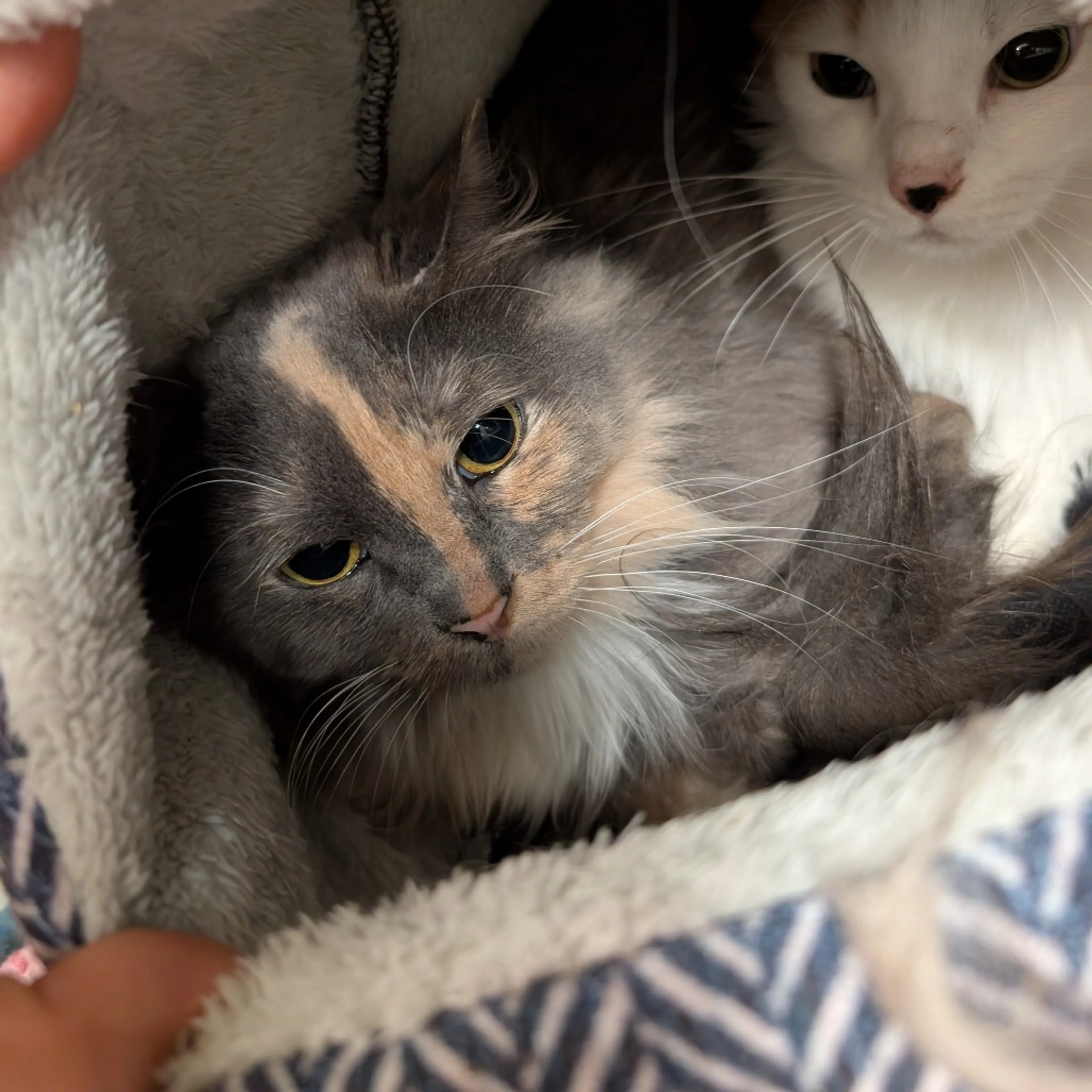 Found pet-0