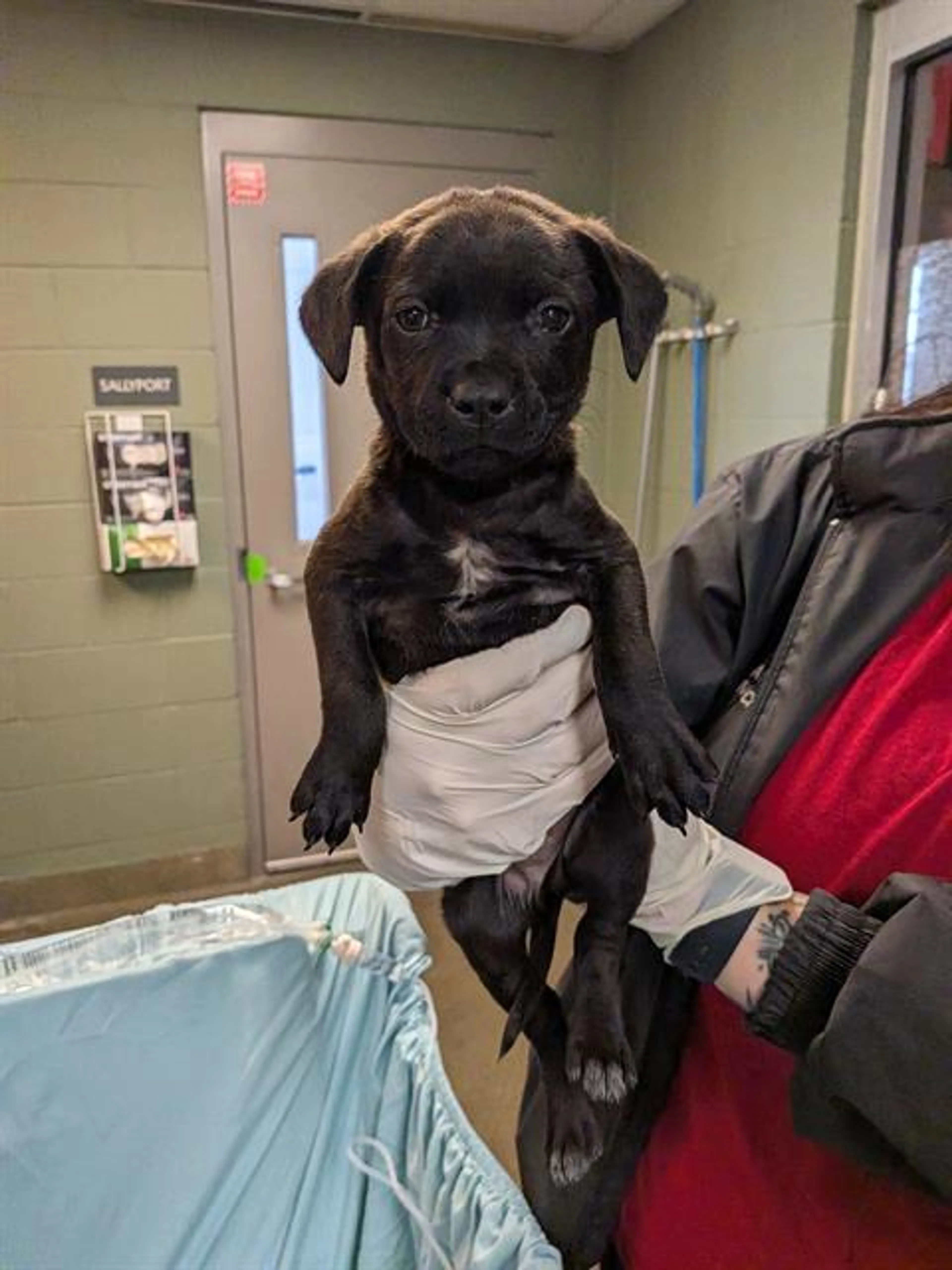 Found pet
