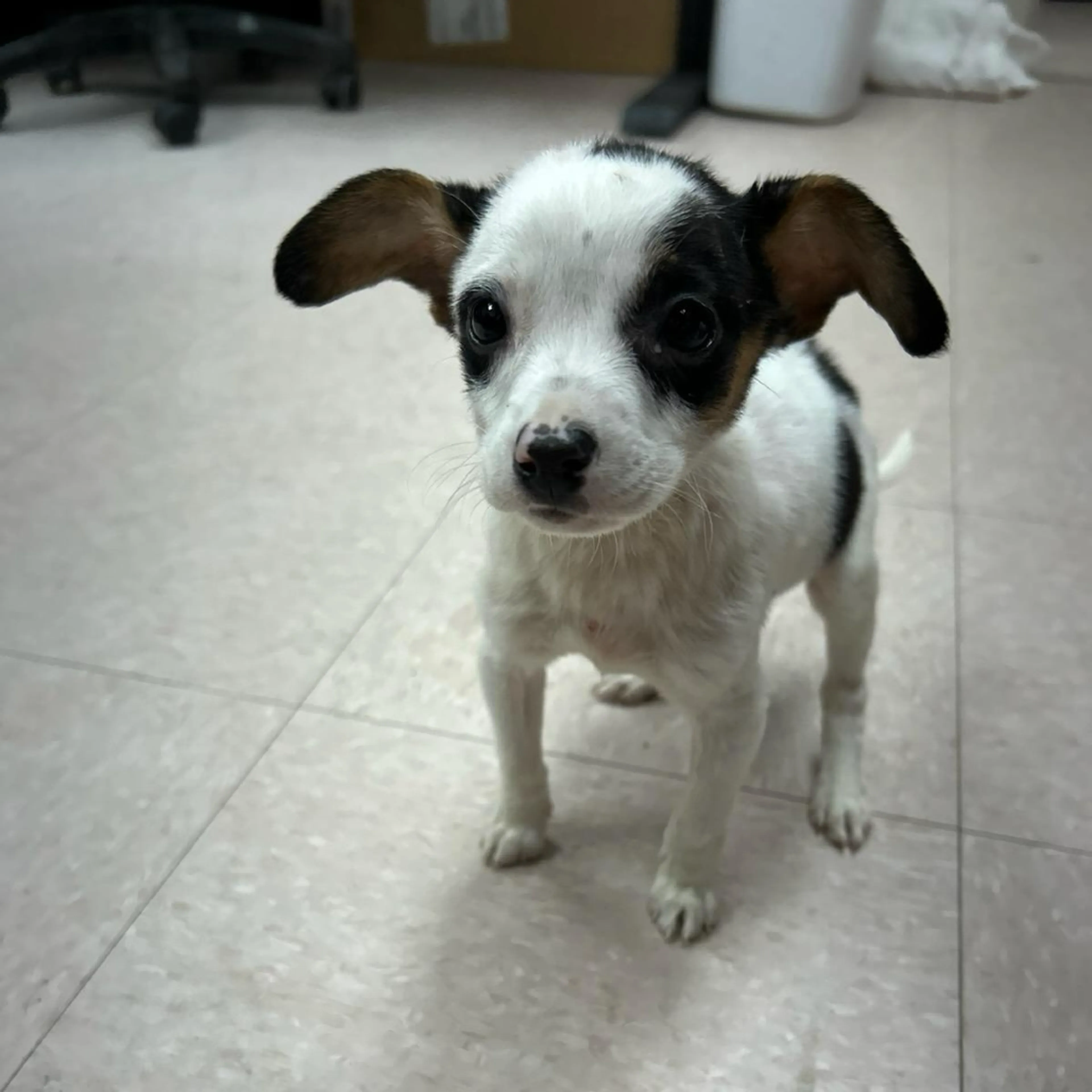 Found pet-1