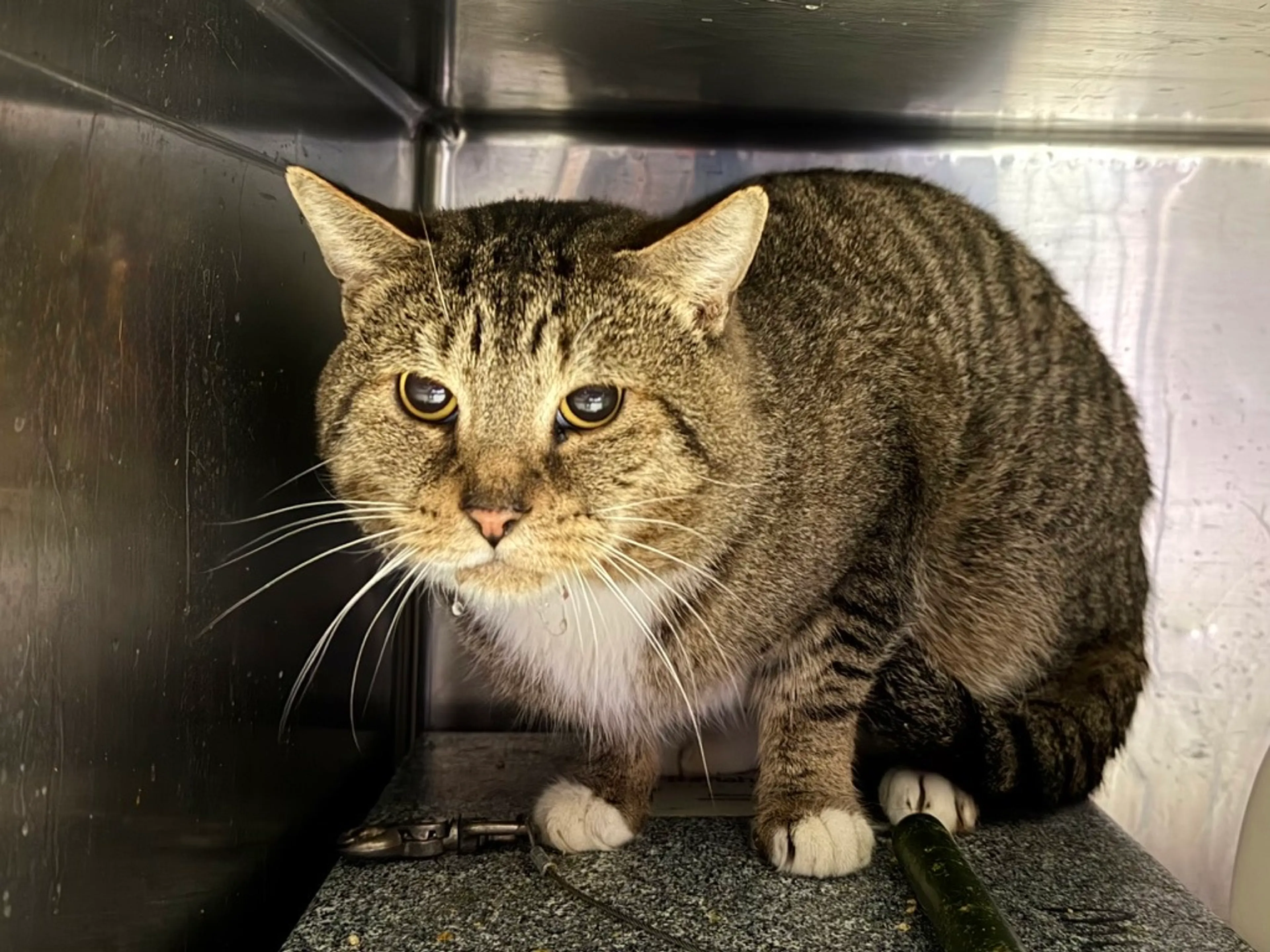 Found pet