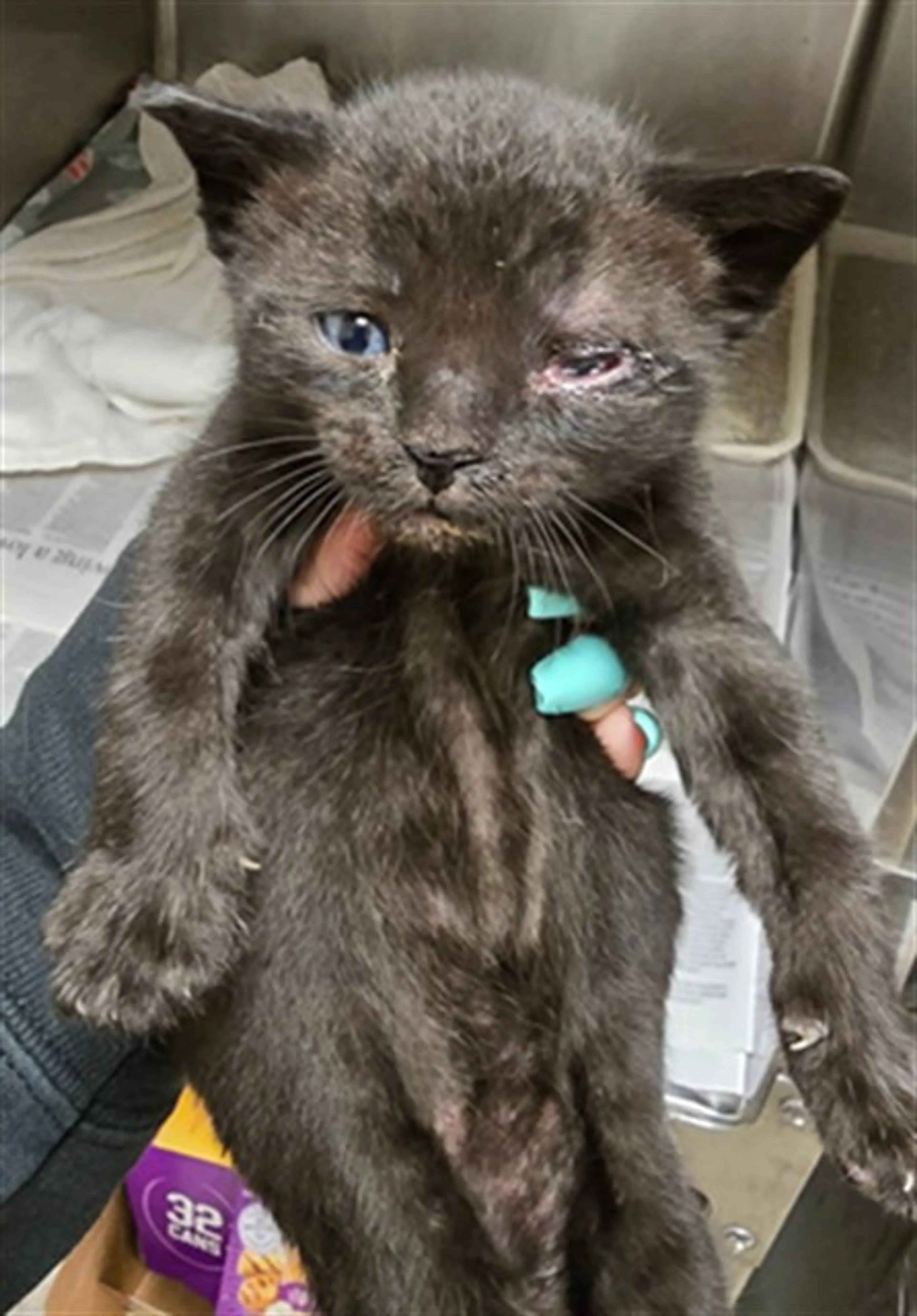 Found pet