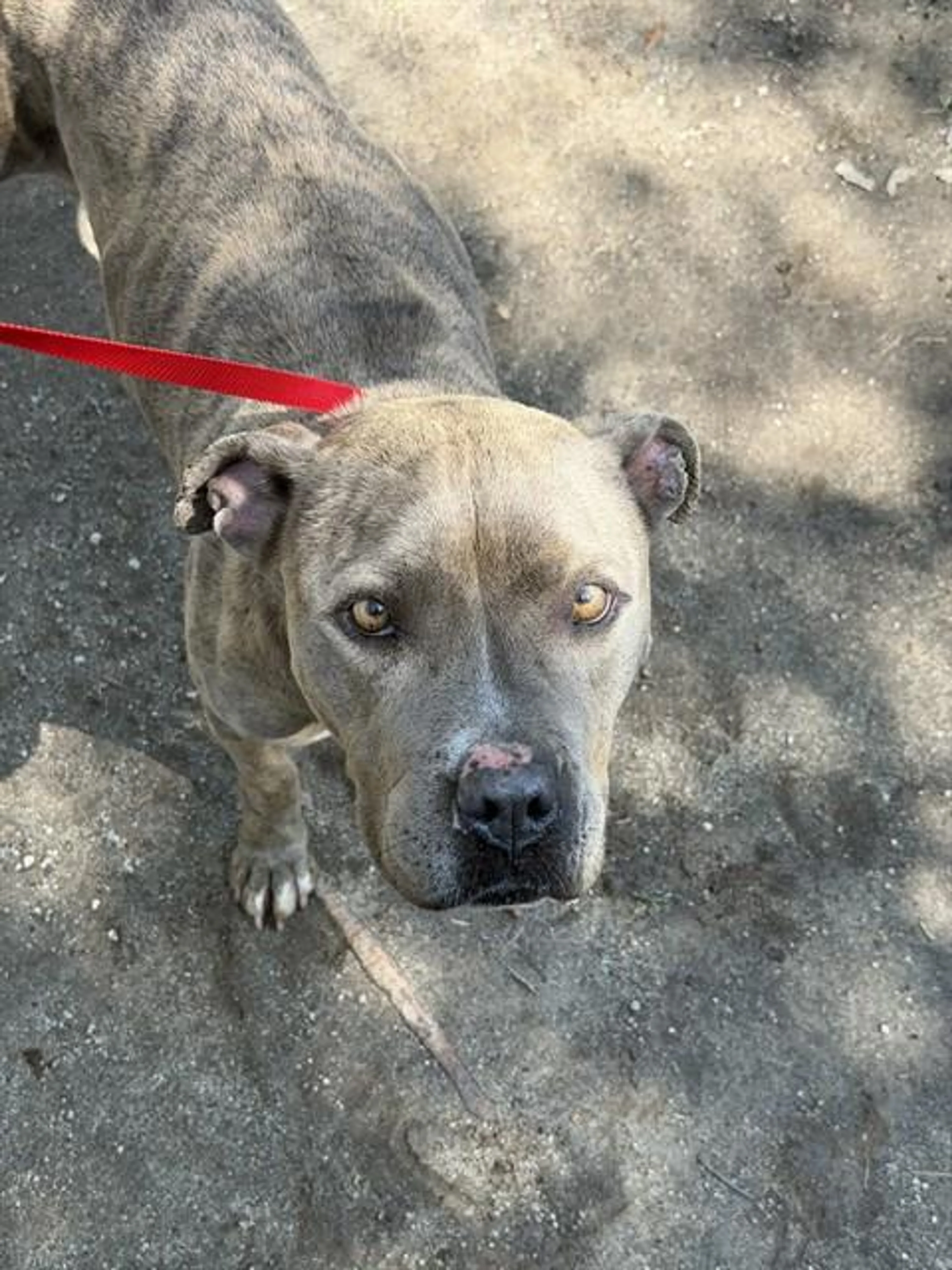 Found pet