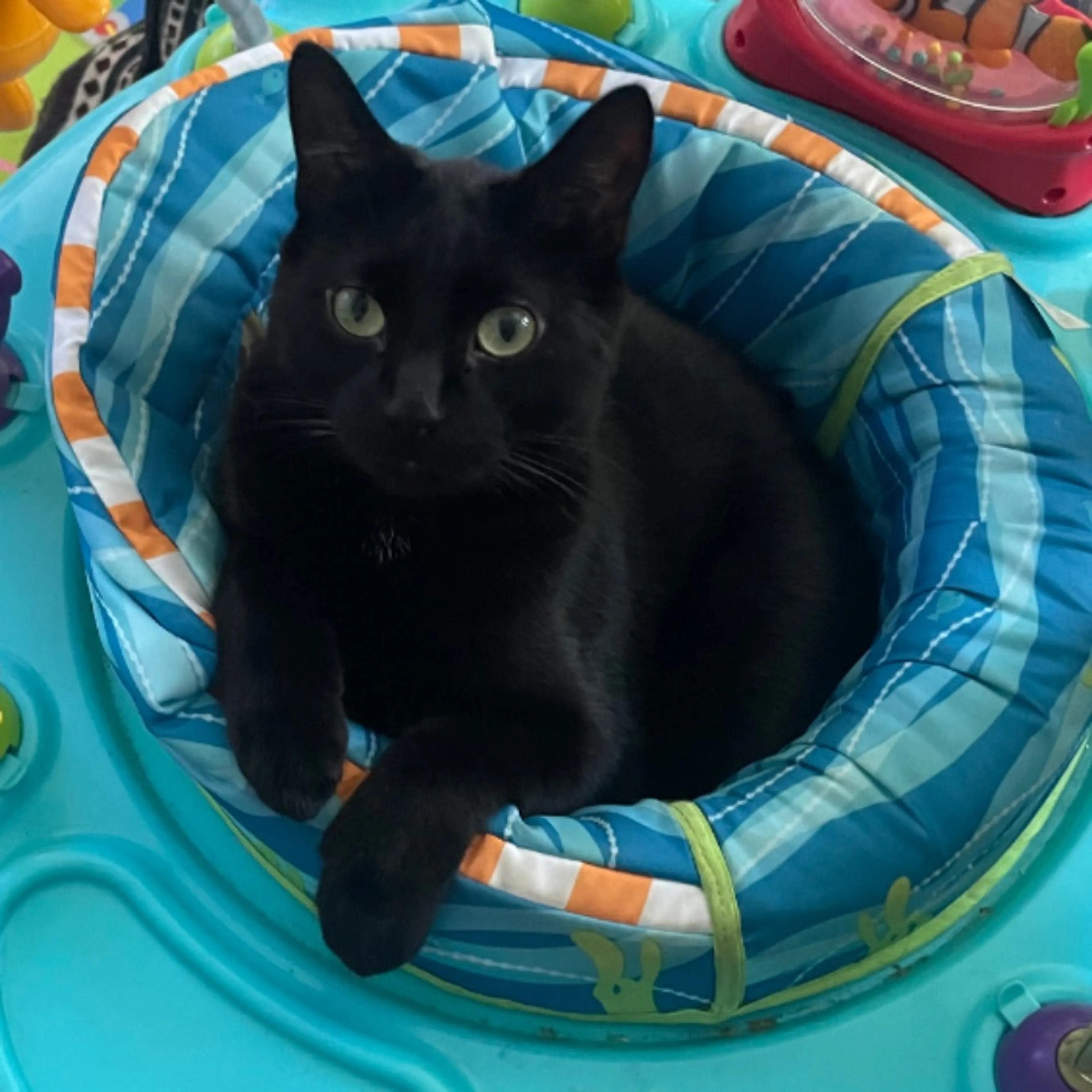 Lost pet-0