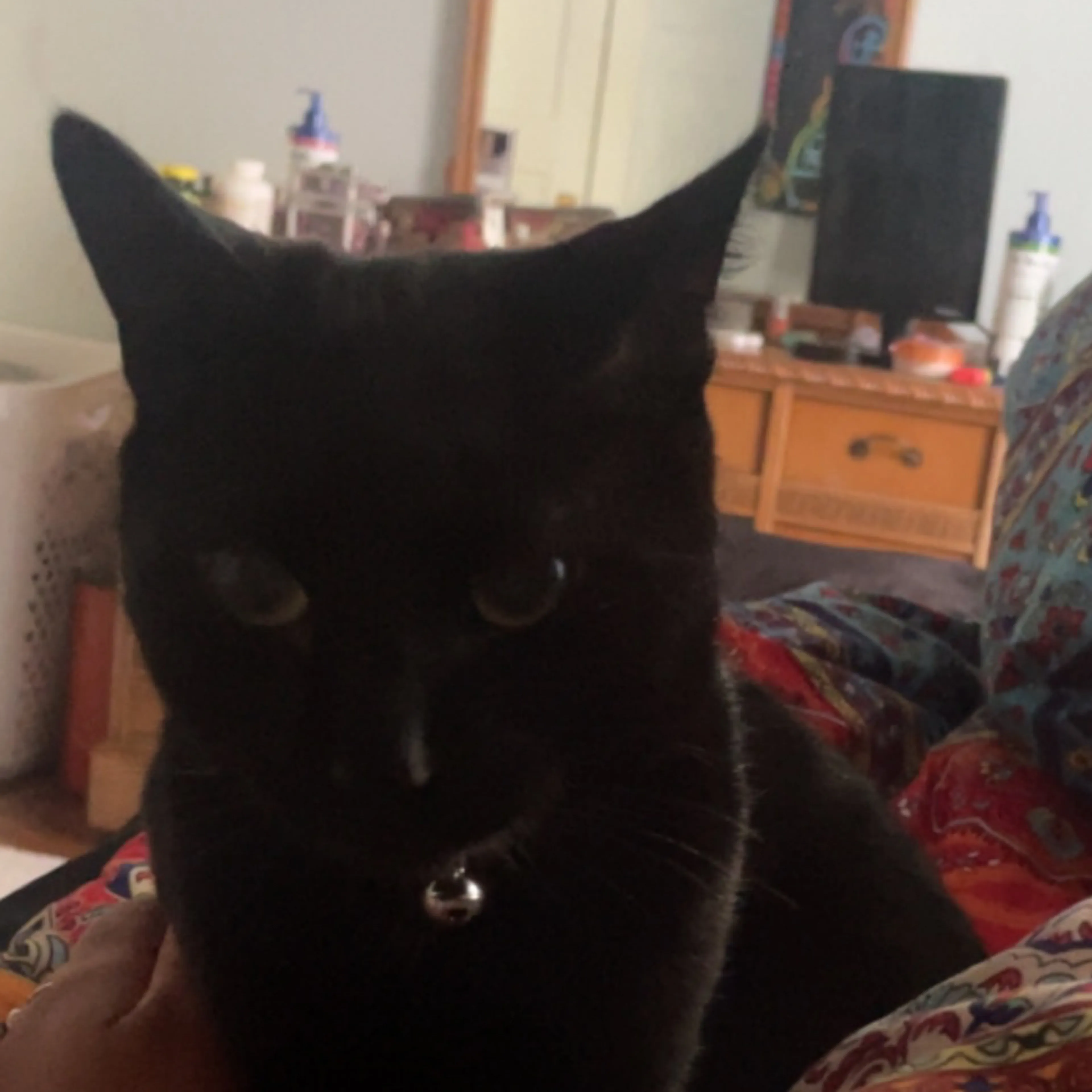 Lost pet-2