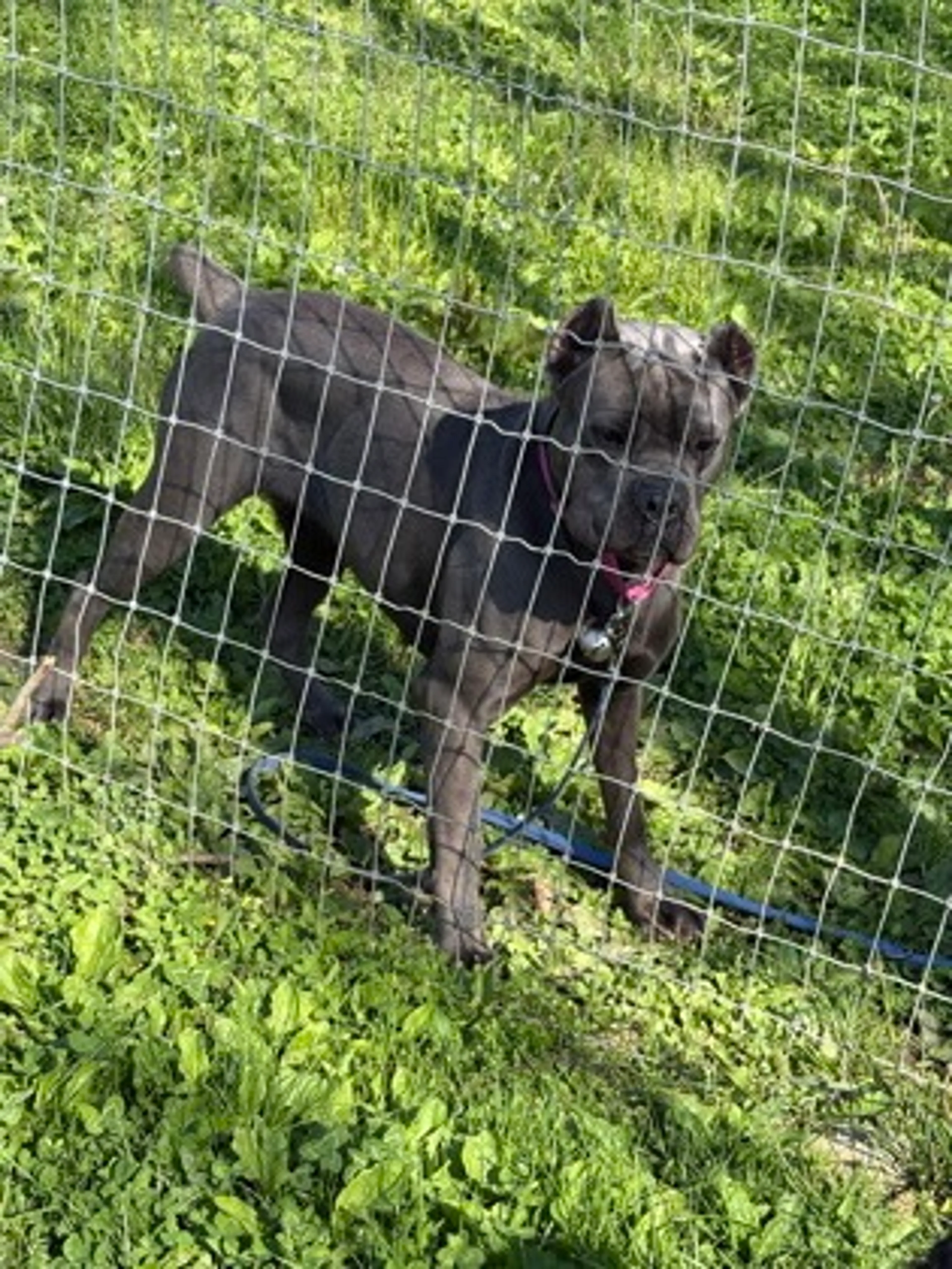 Found pet-2