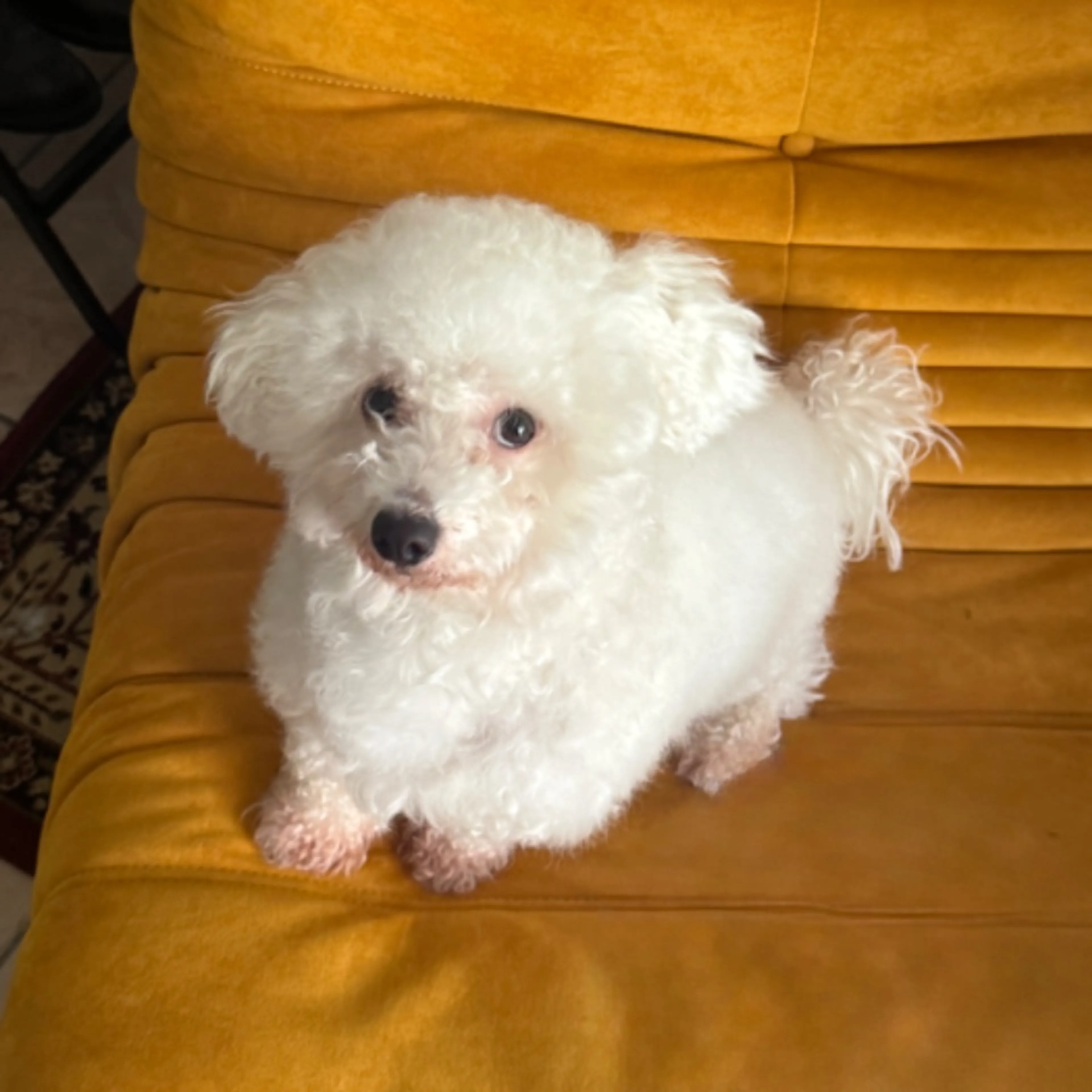 Lost pet