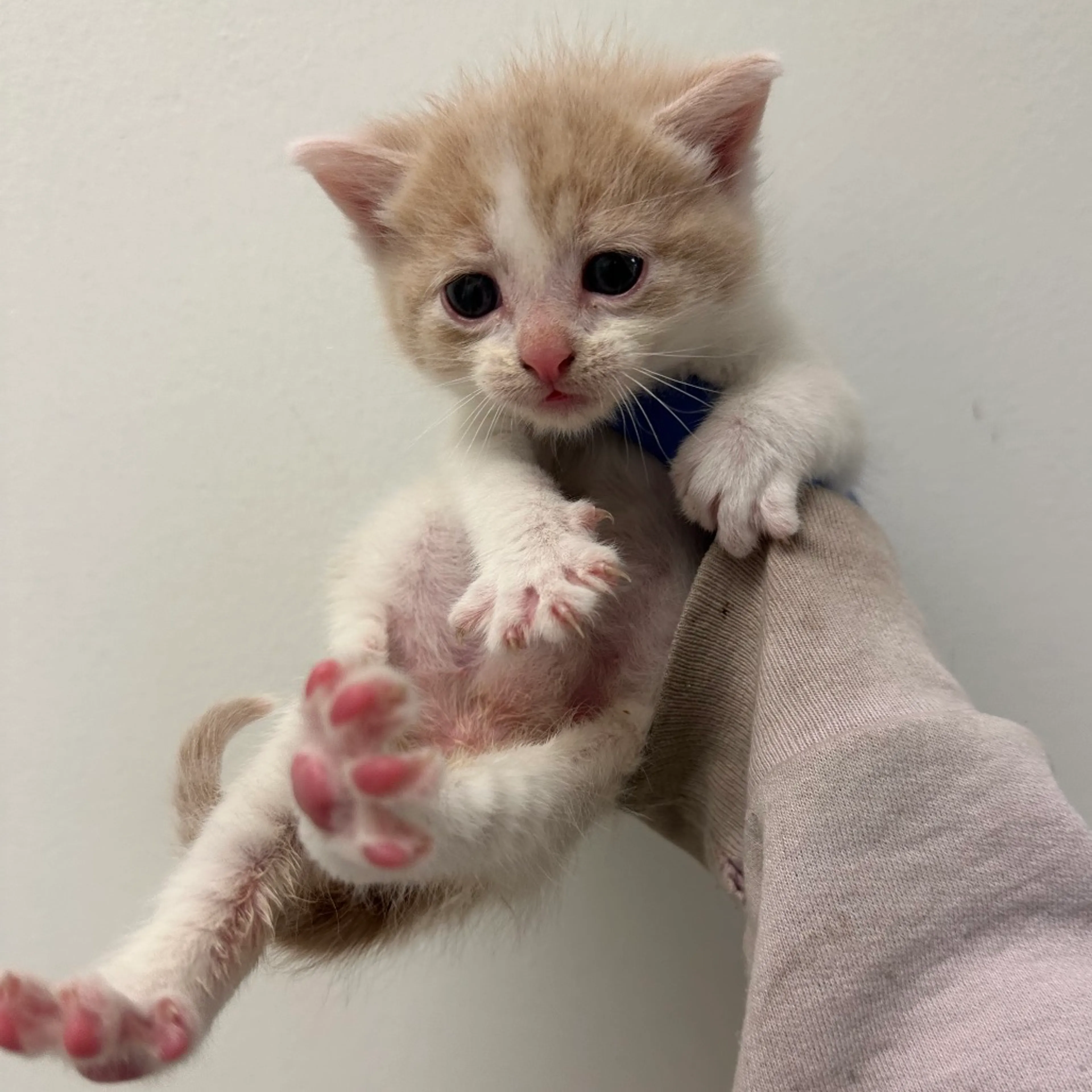 Found pet-2