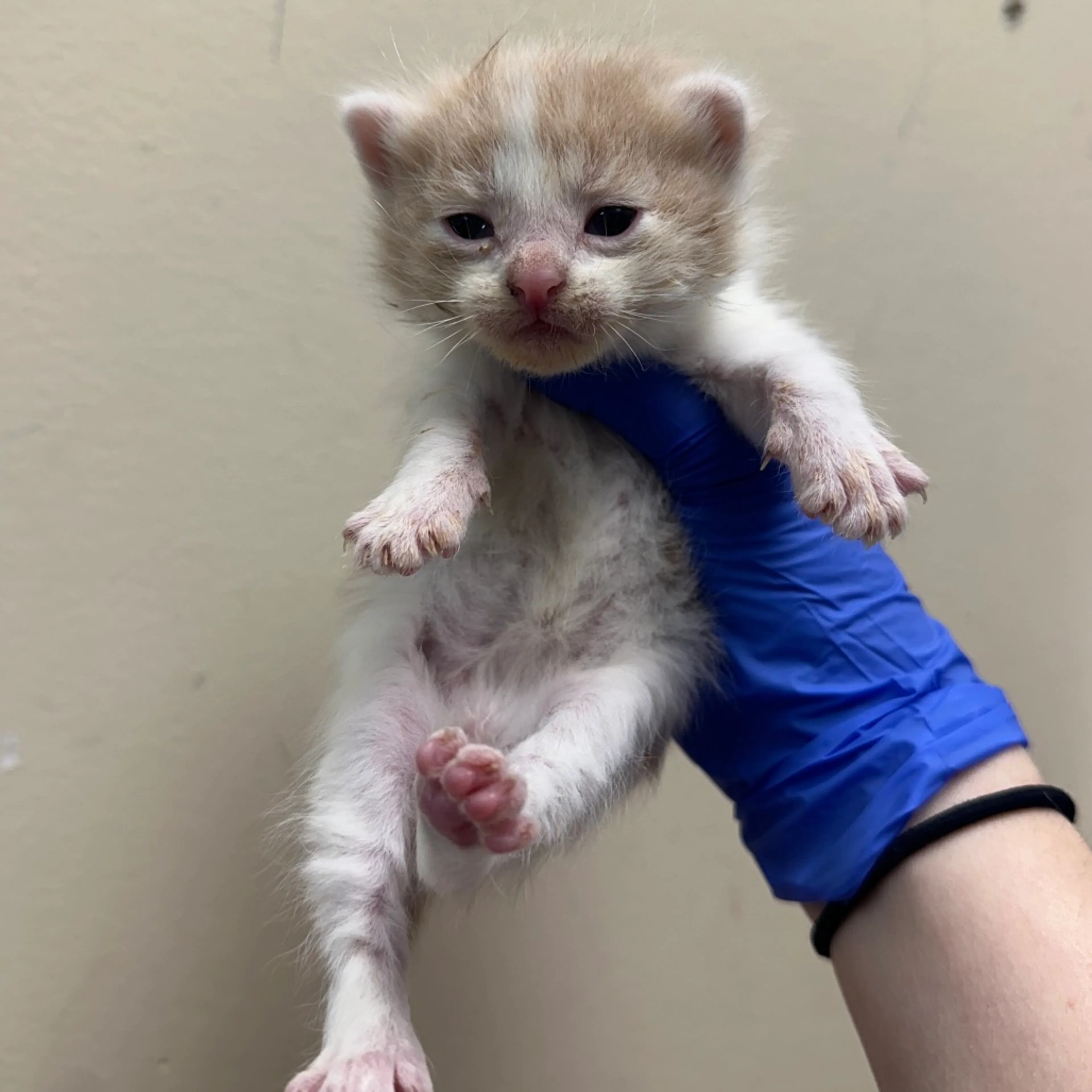 Found pet-1