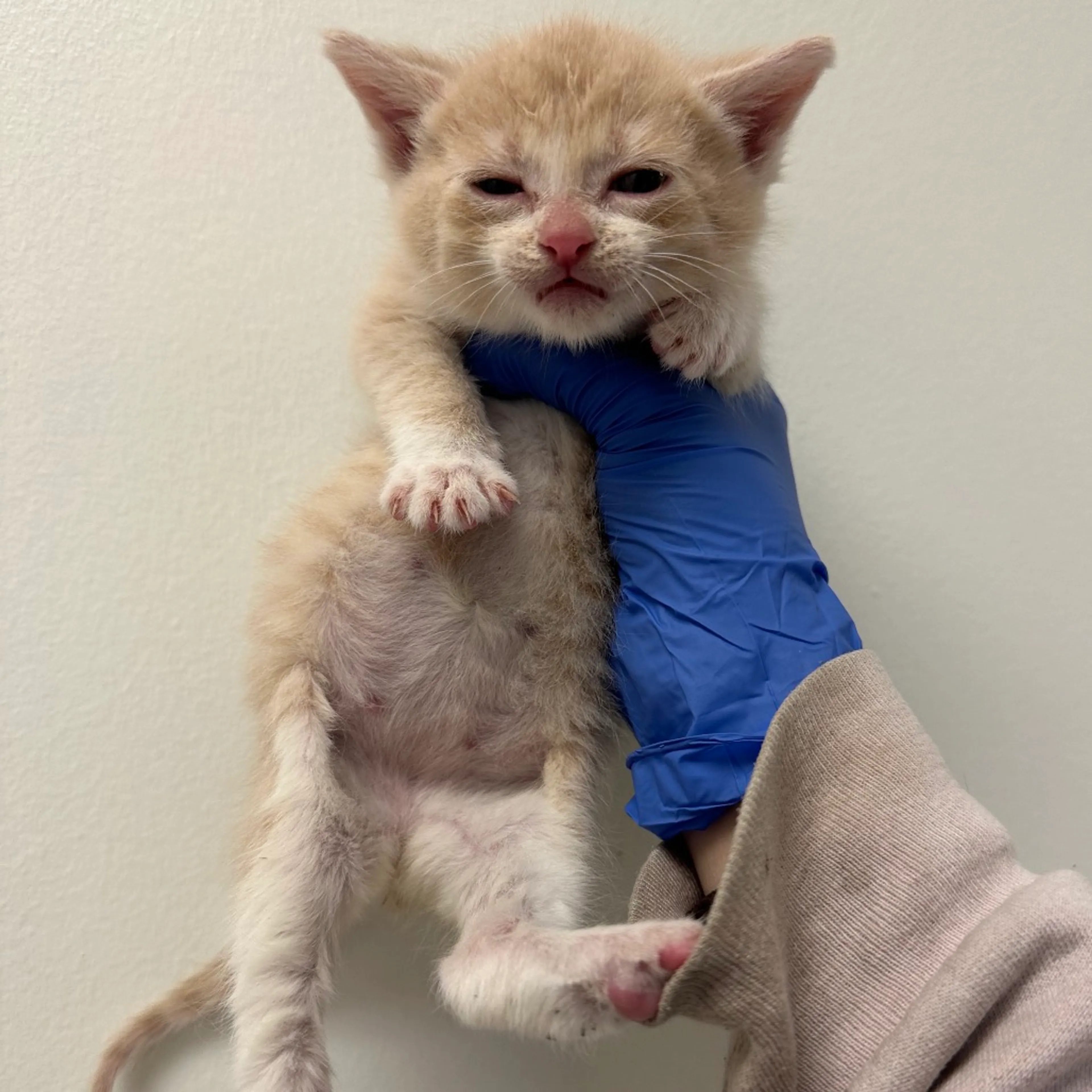 Found pet-2