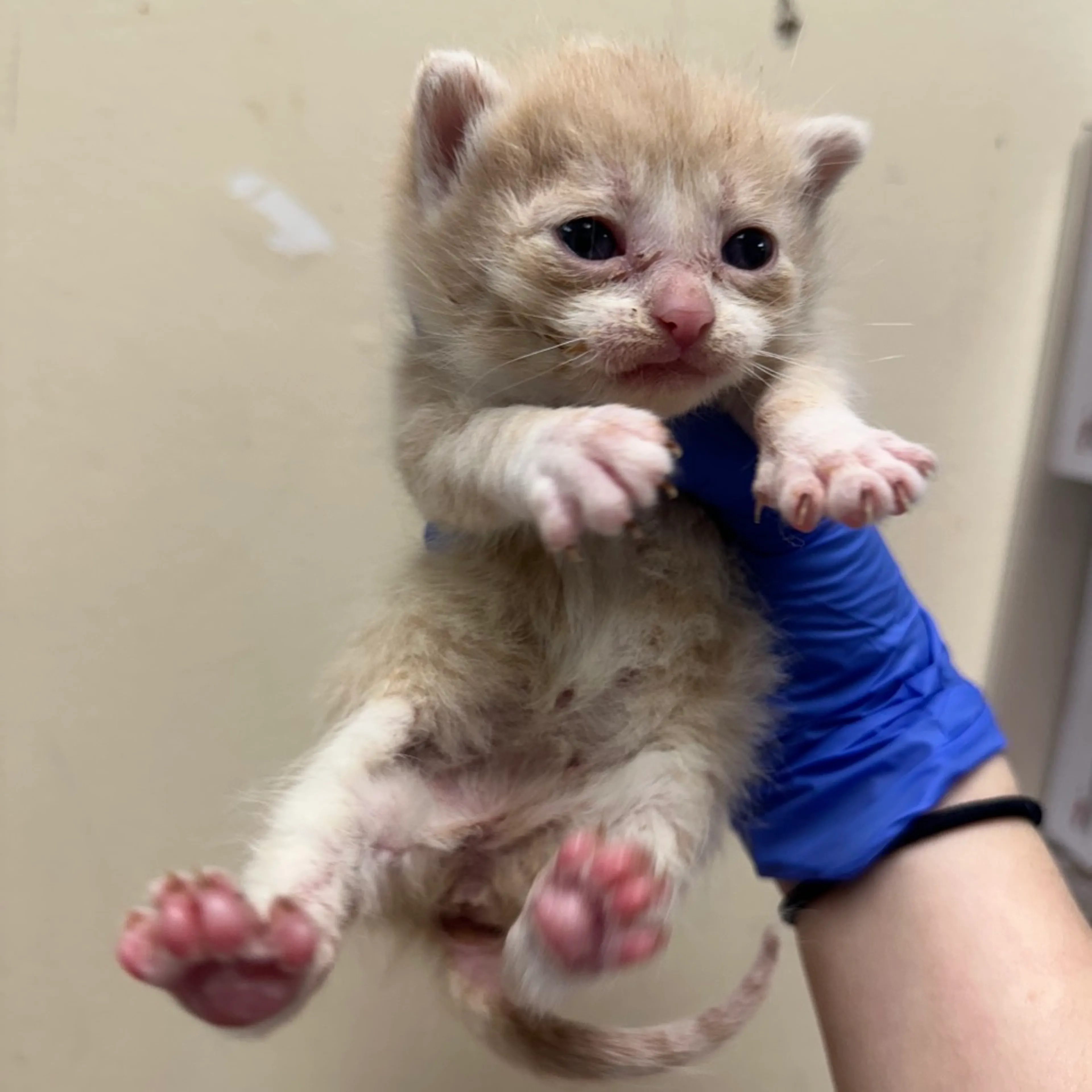 Found pet-1