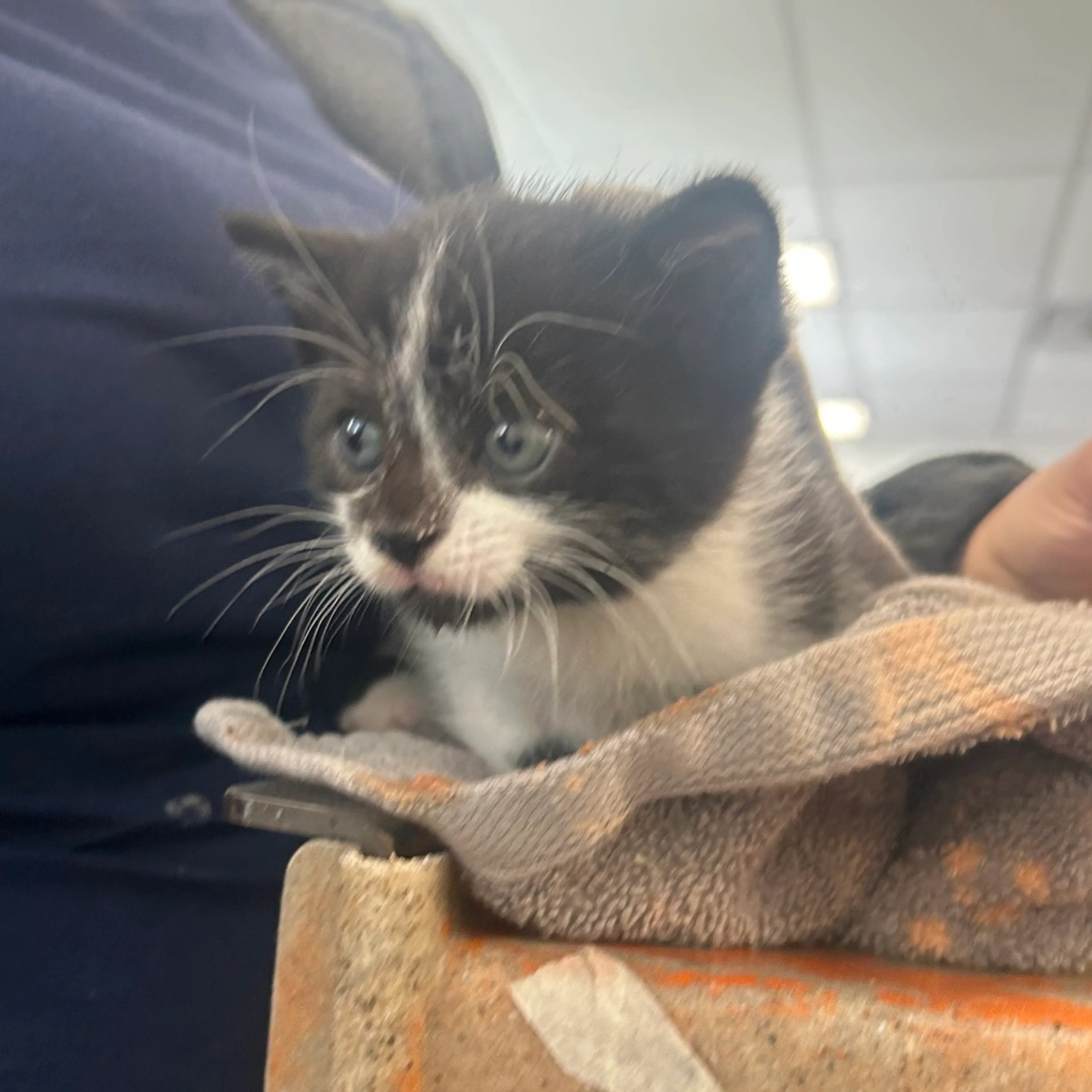Found pet
