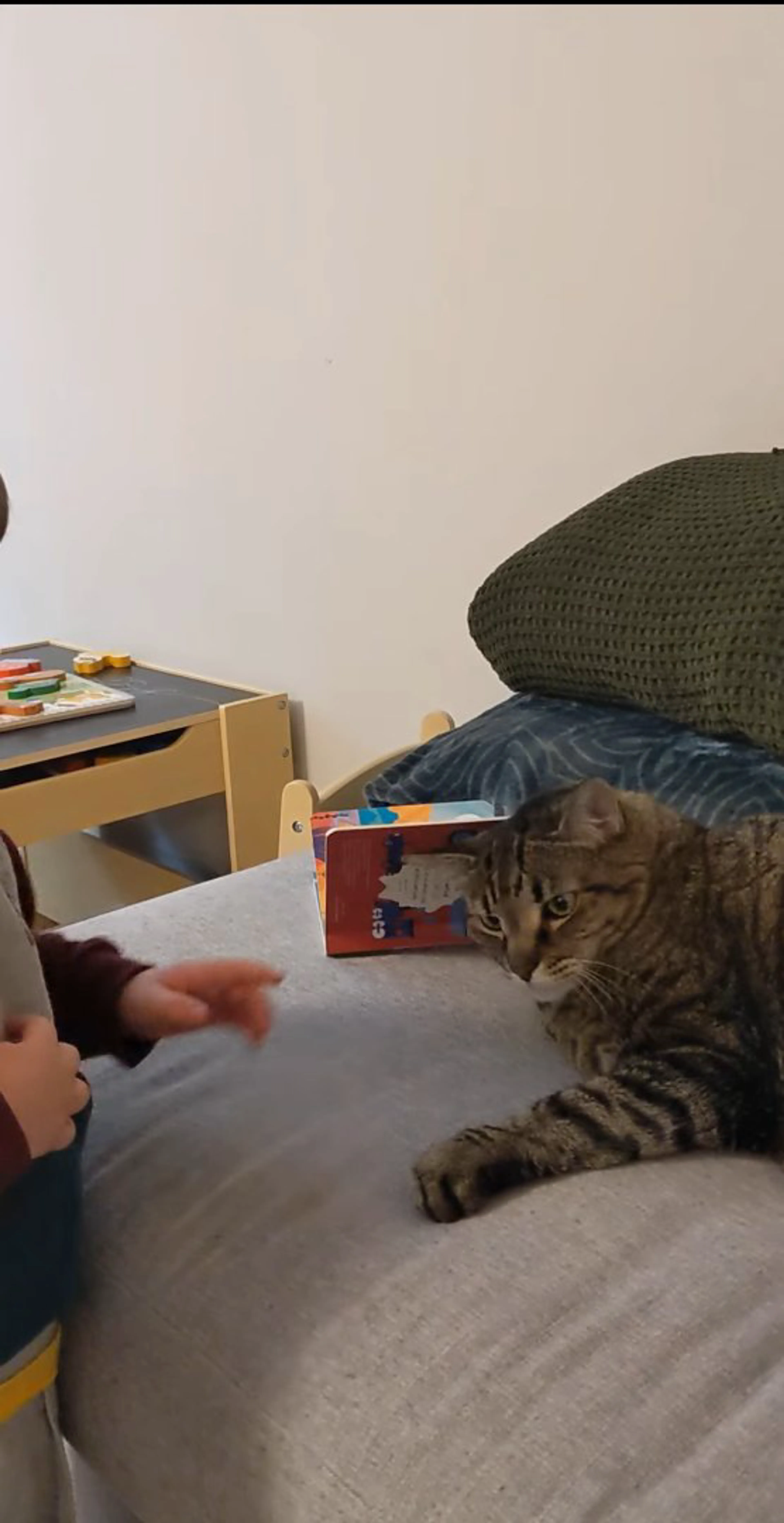 Lost pet-3