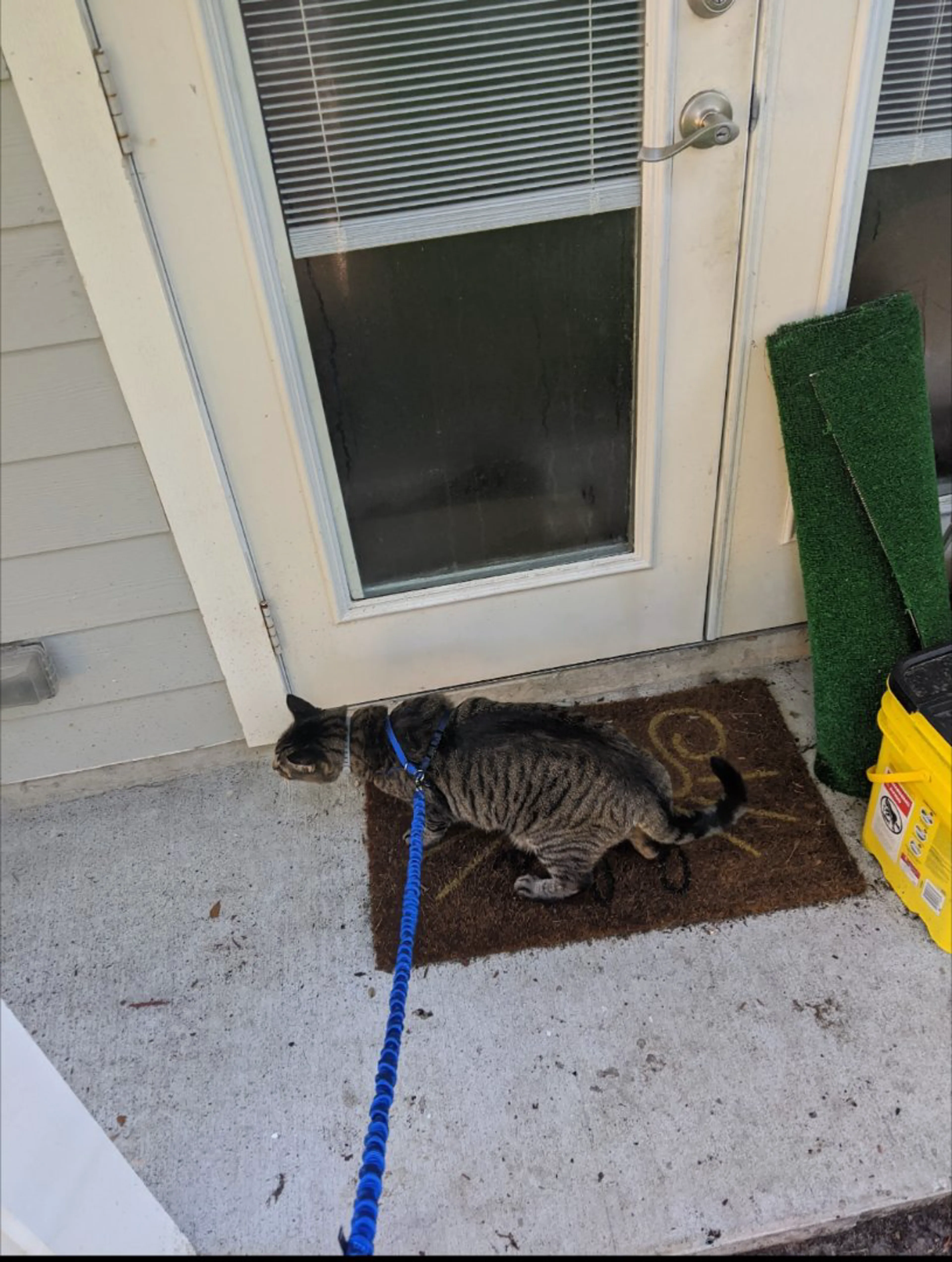 Lost pet-1