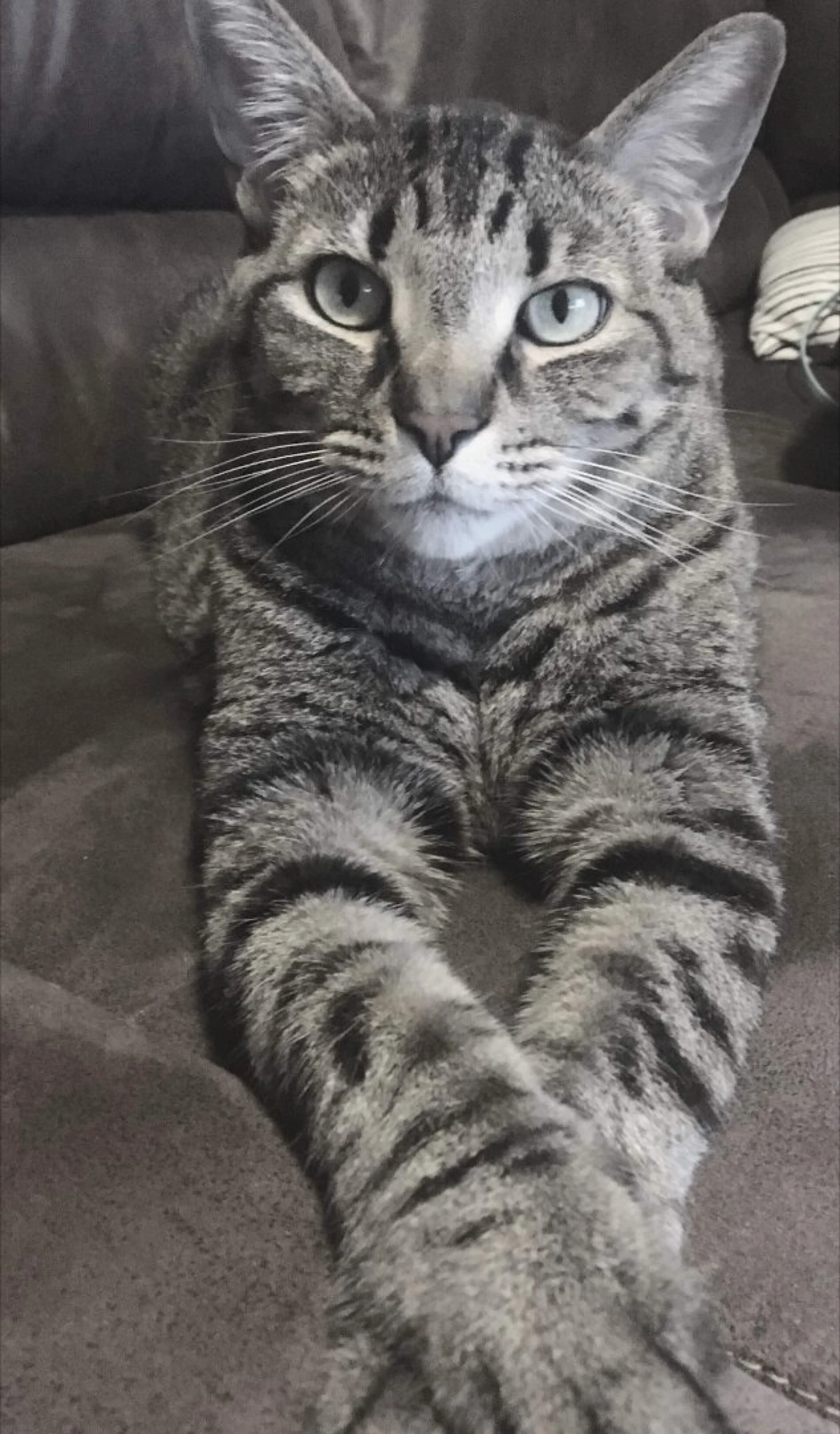 Lost pet-2