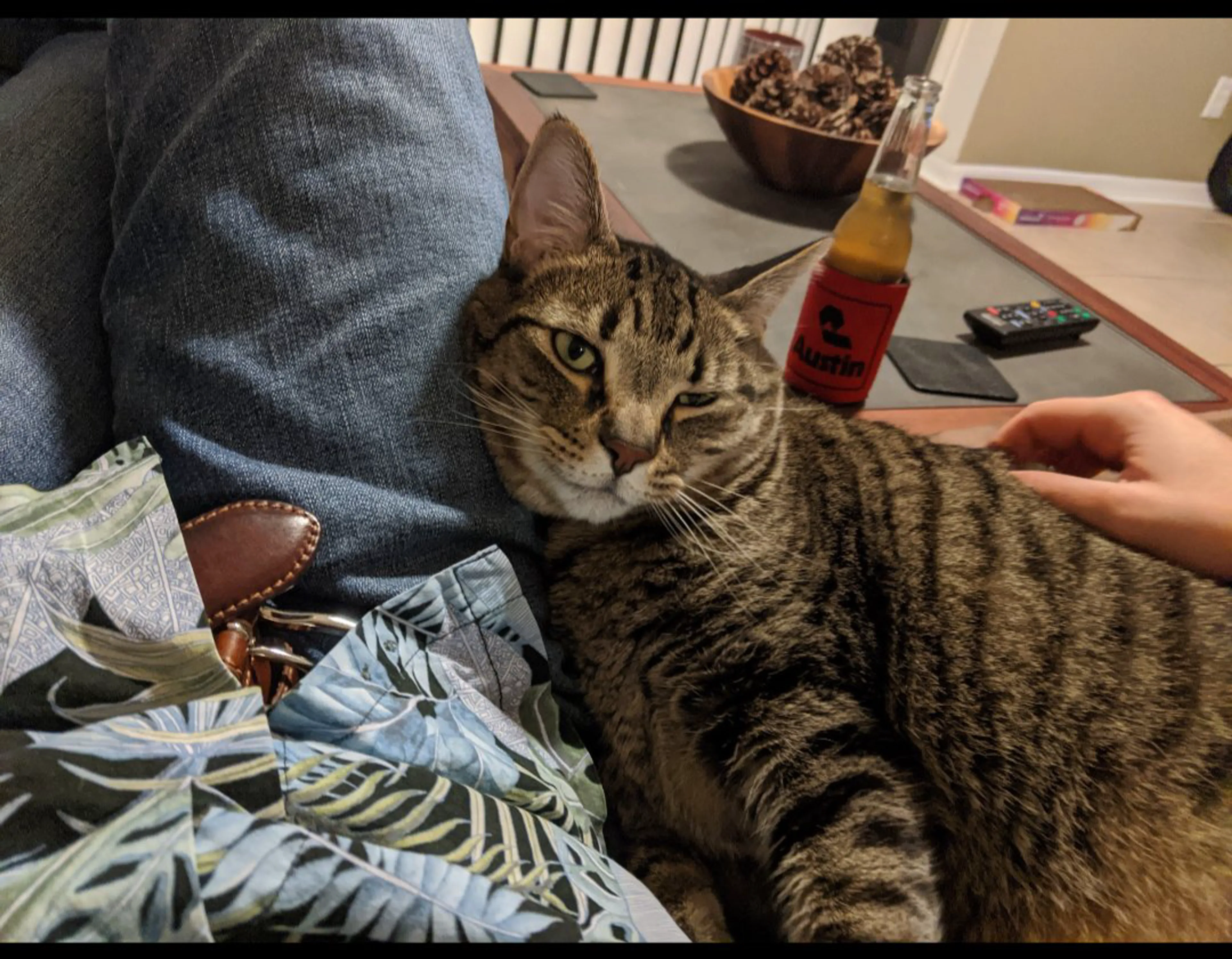 Lost pet-0