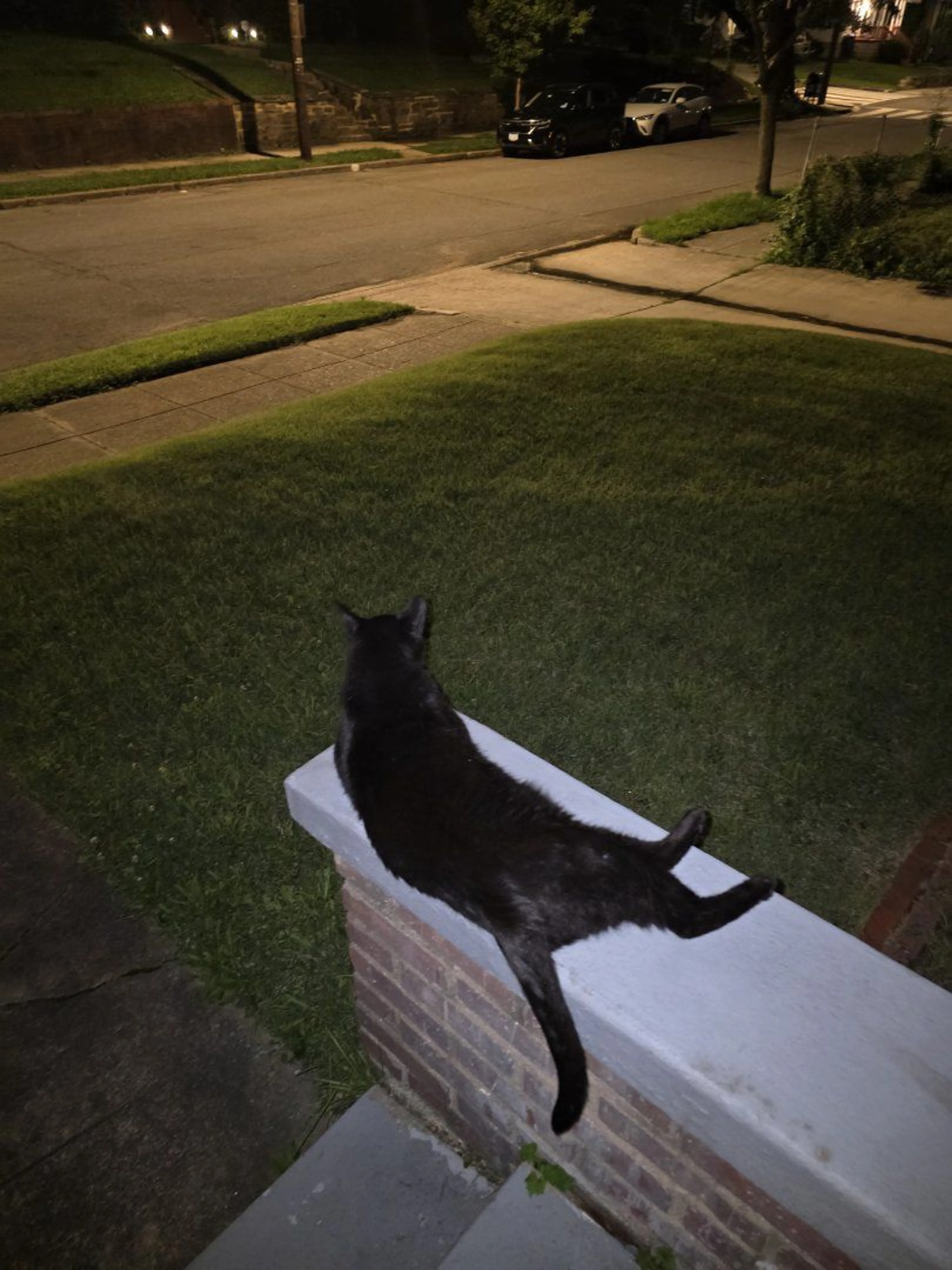 Lost pet-2