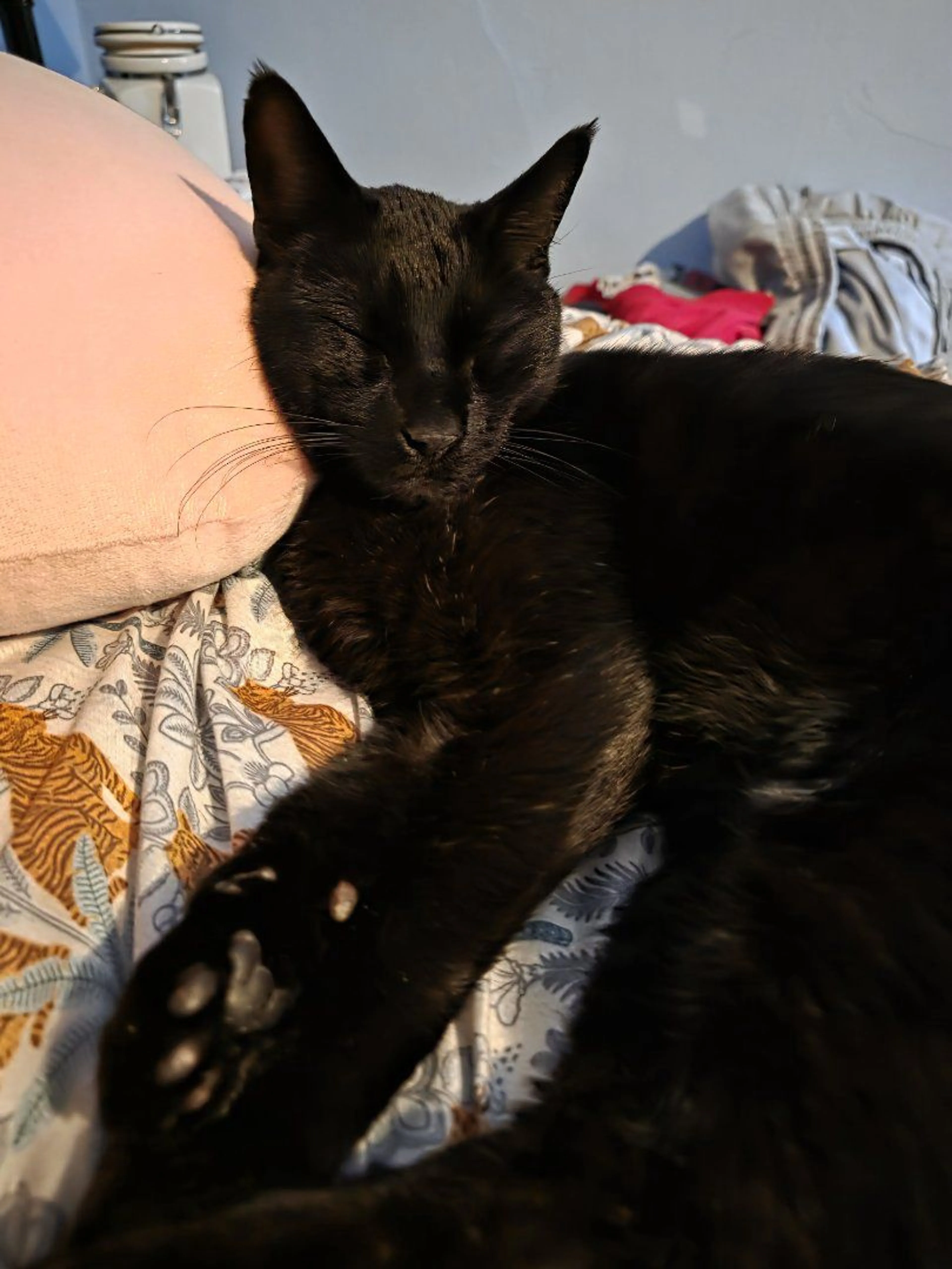 Lost pet-1