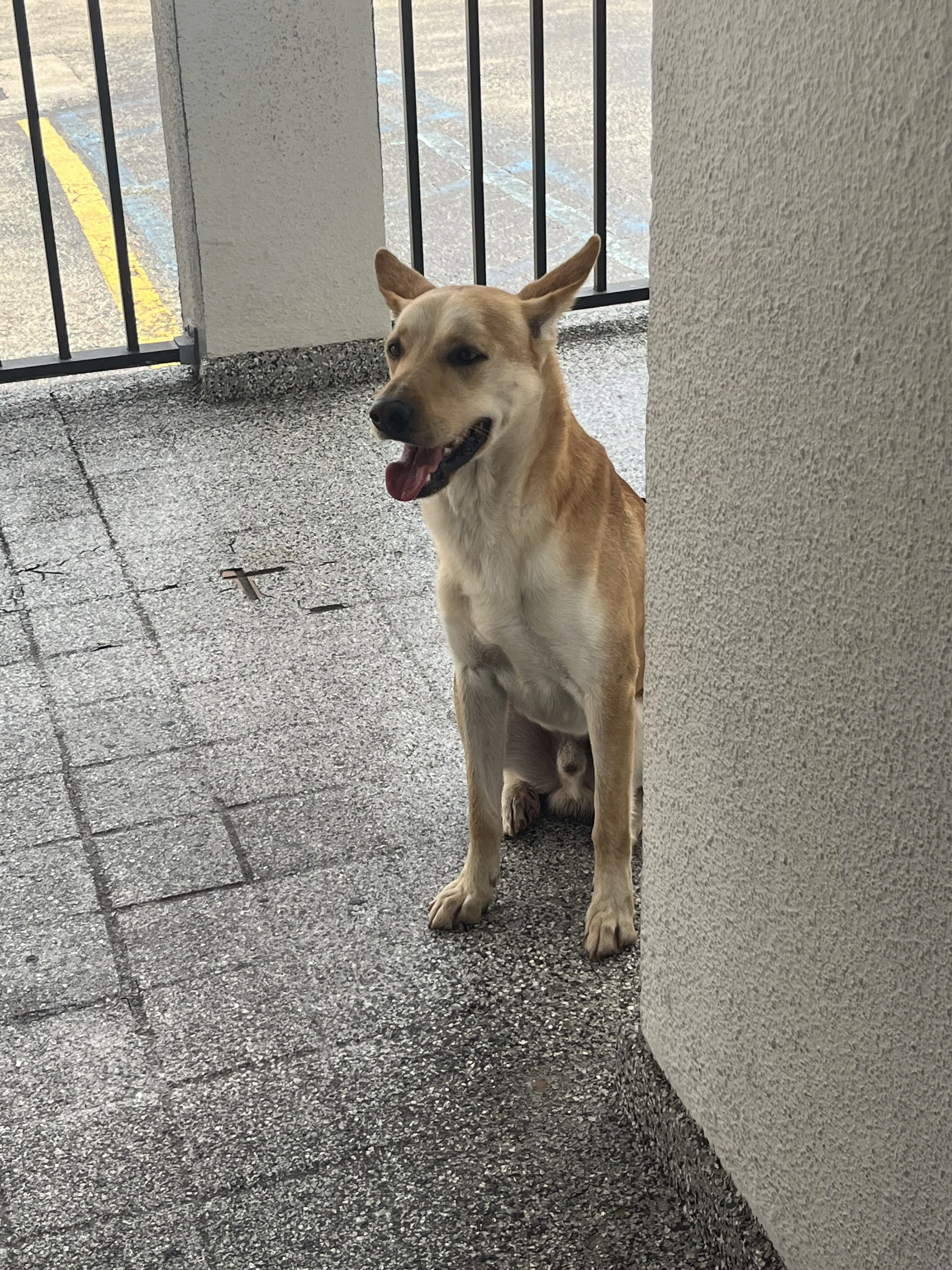 Lost pet-1