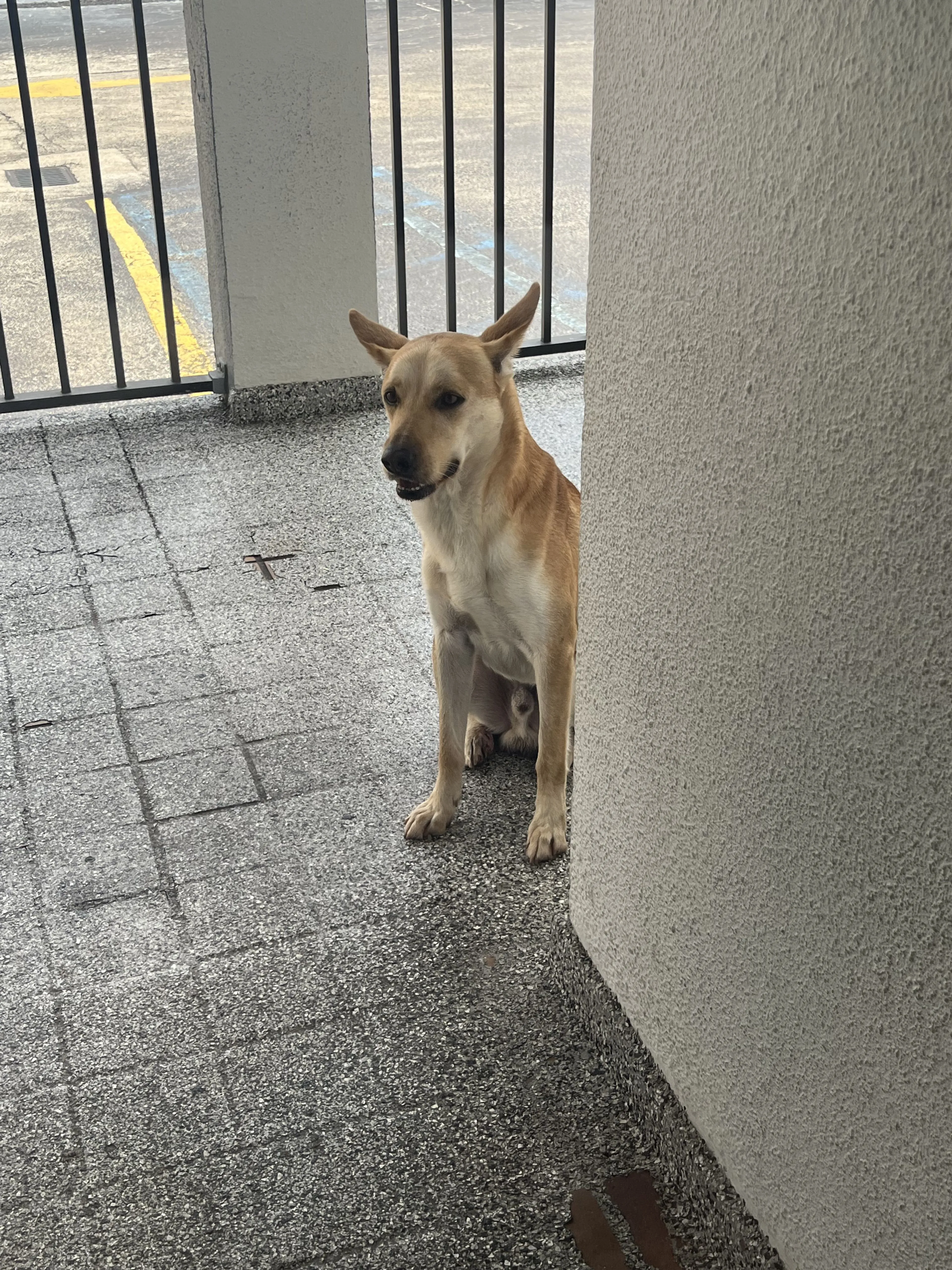 Lost pet-0