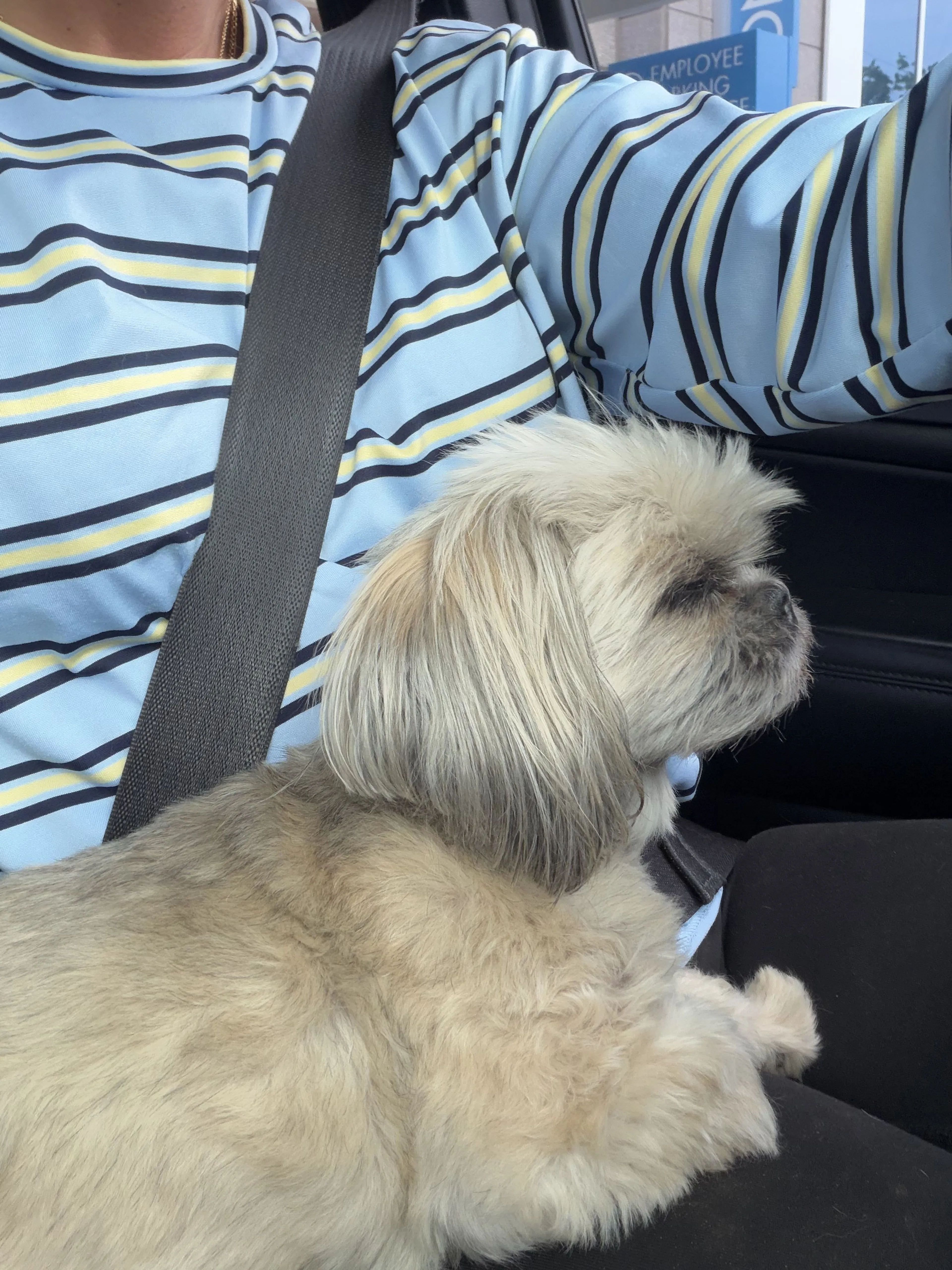 Lost pet