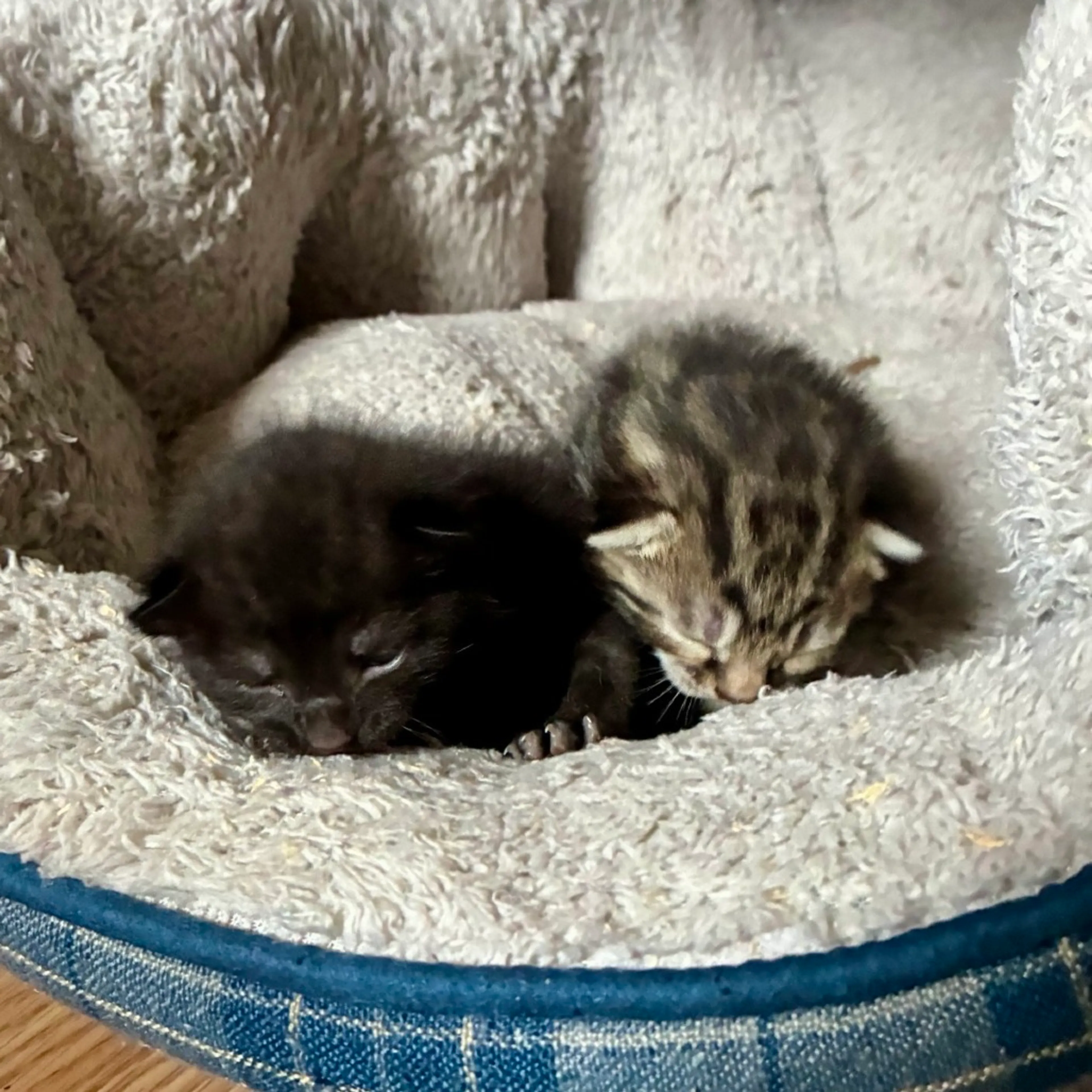 Found pet-2