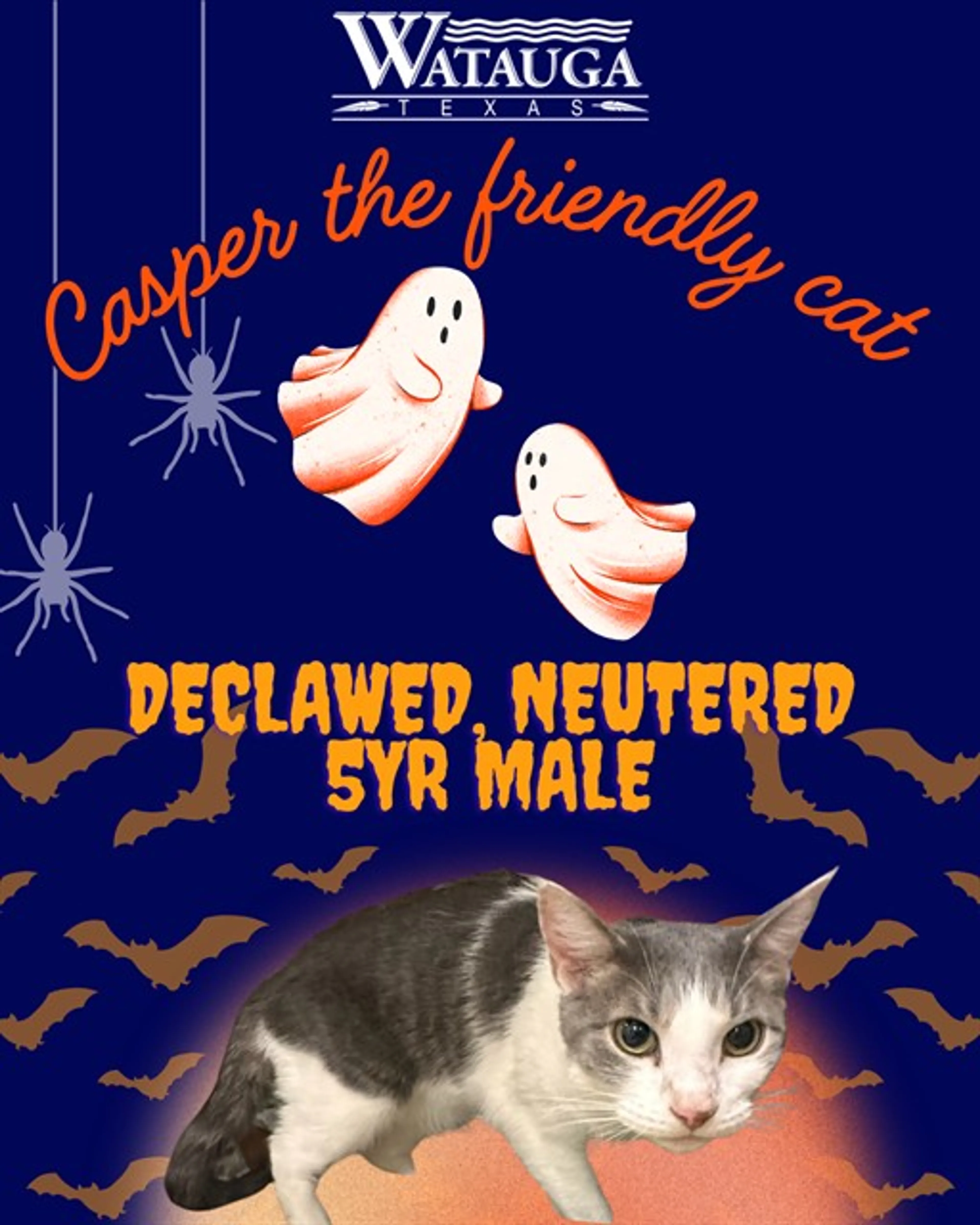 Found pet