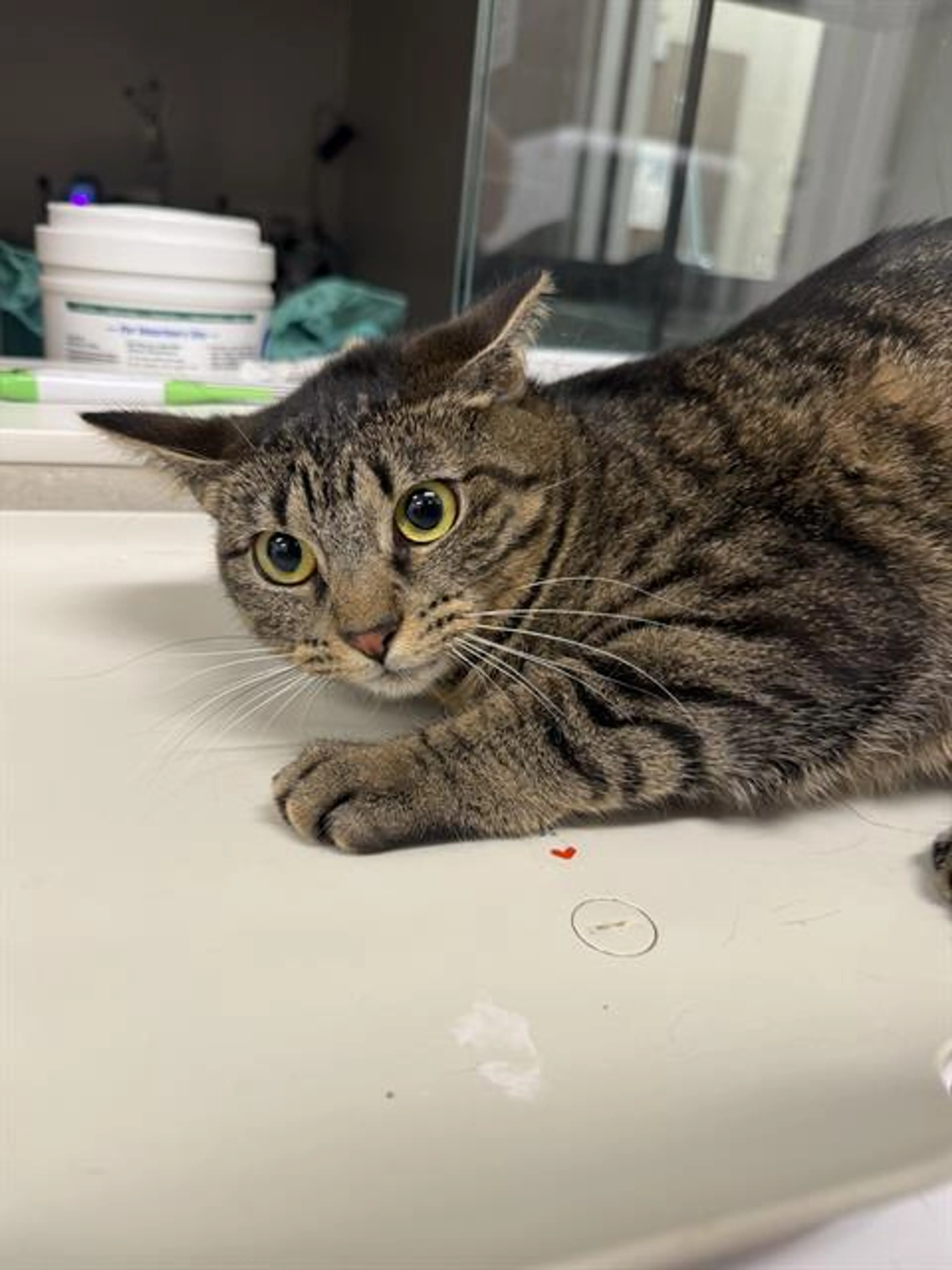 Found pet