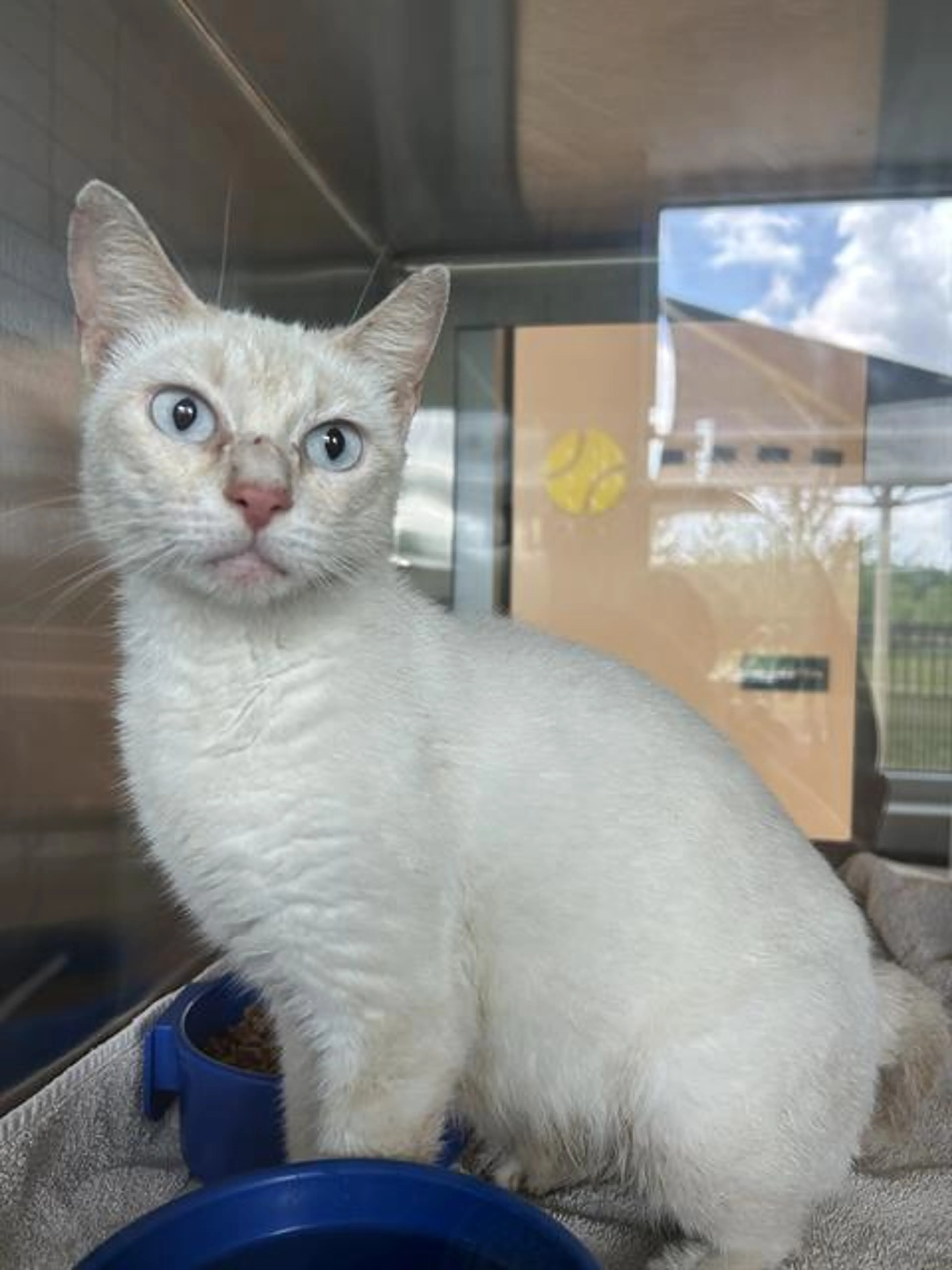 Found pet