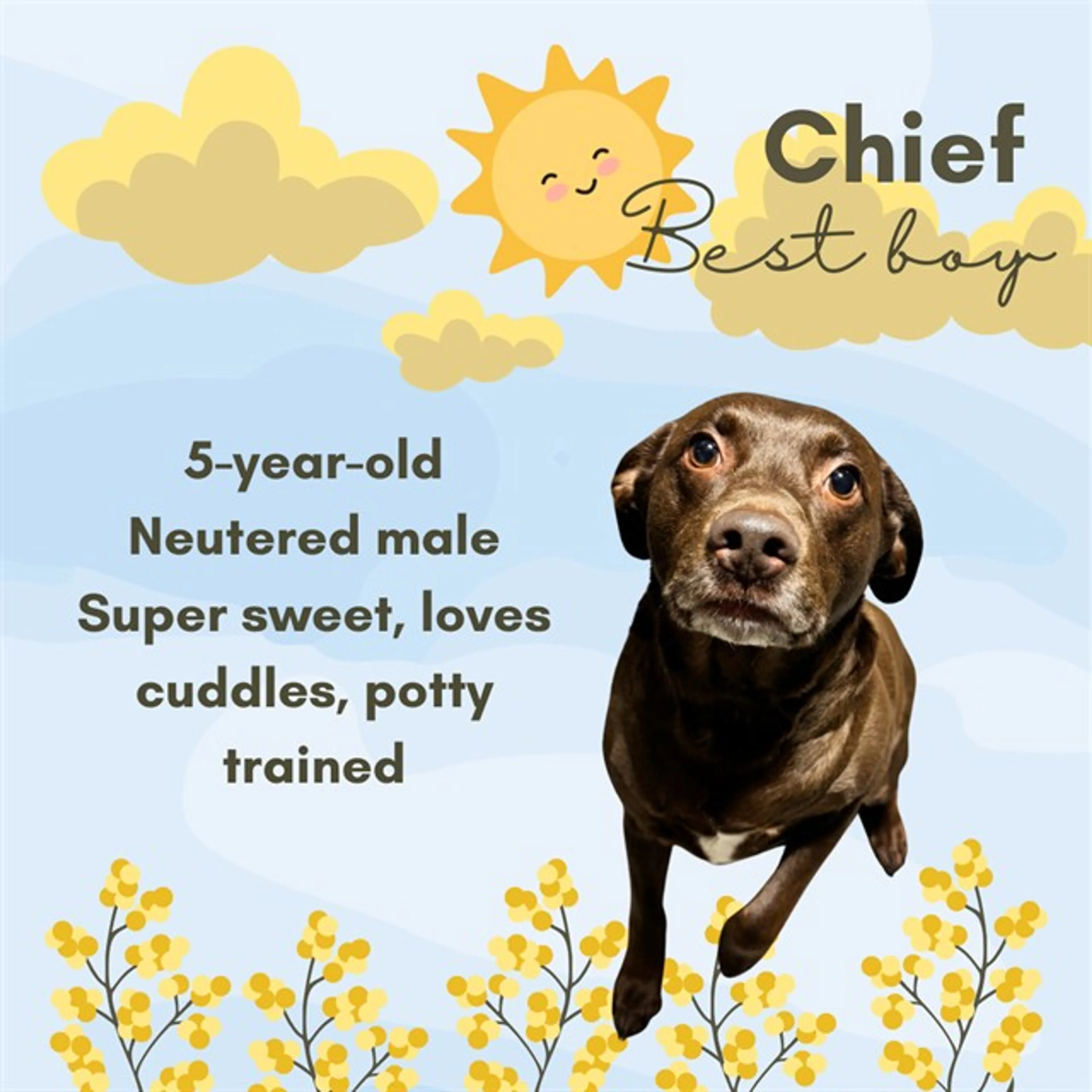 Found pet