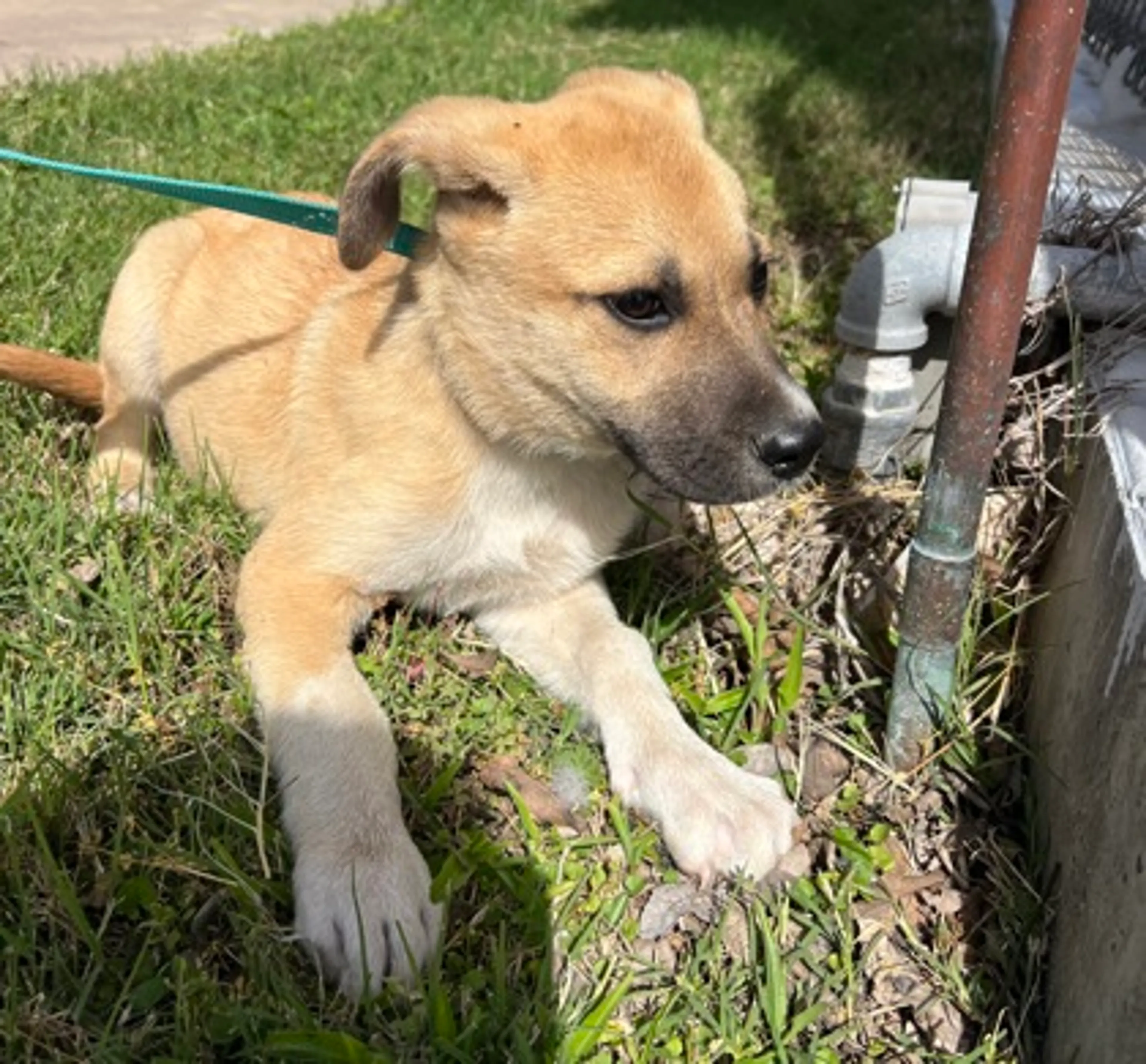 Found pet