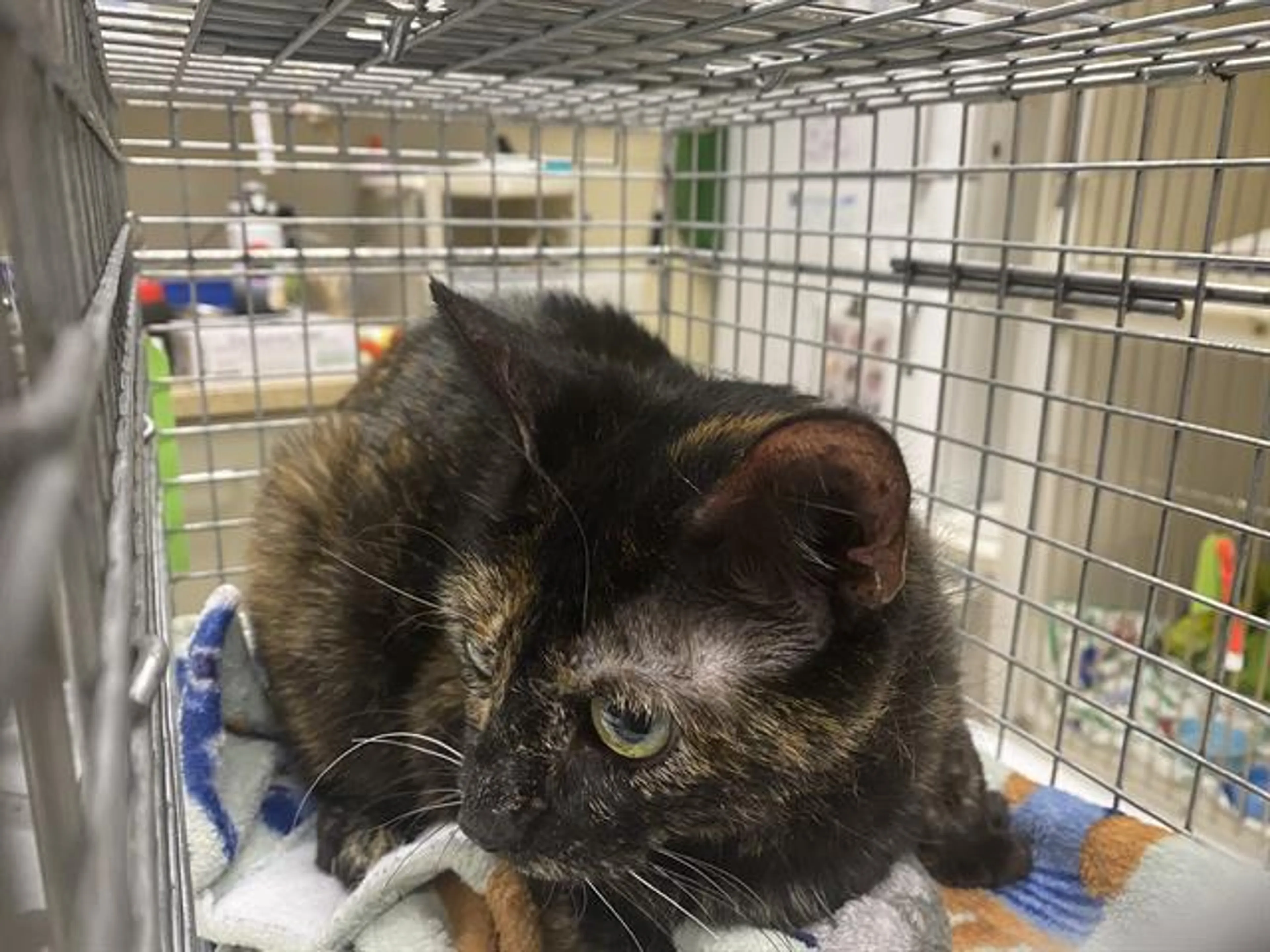 Found pet