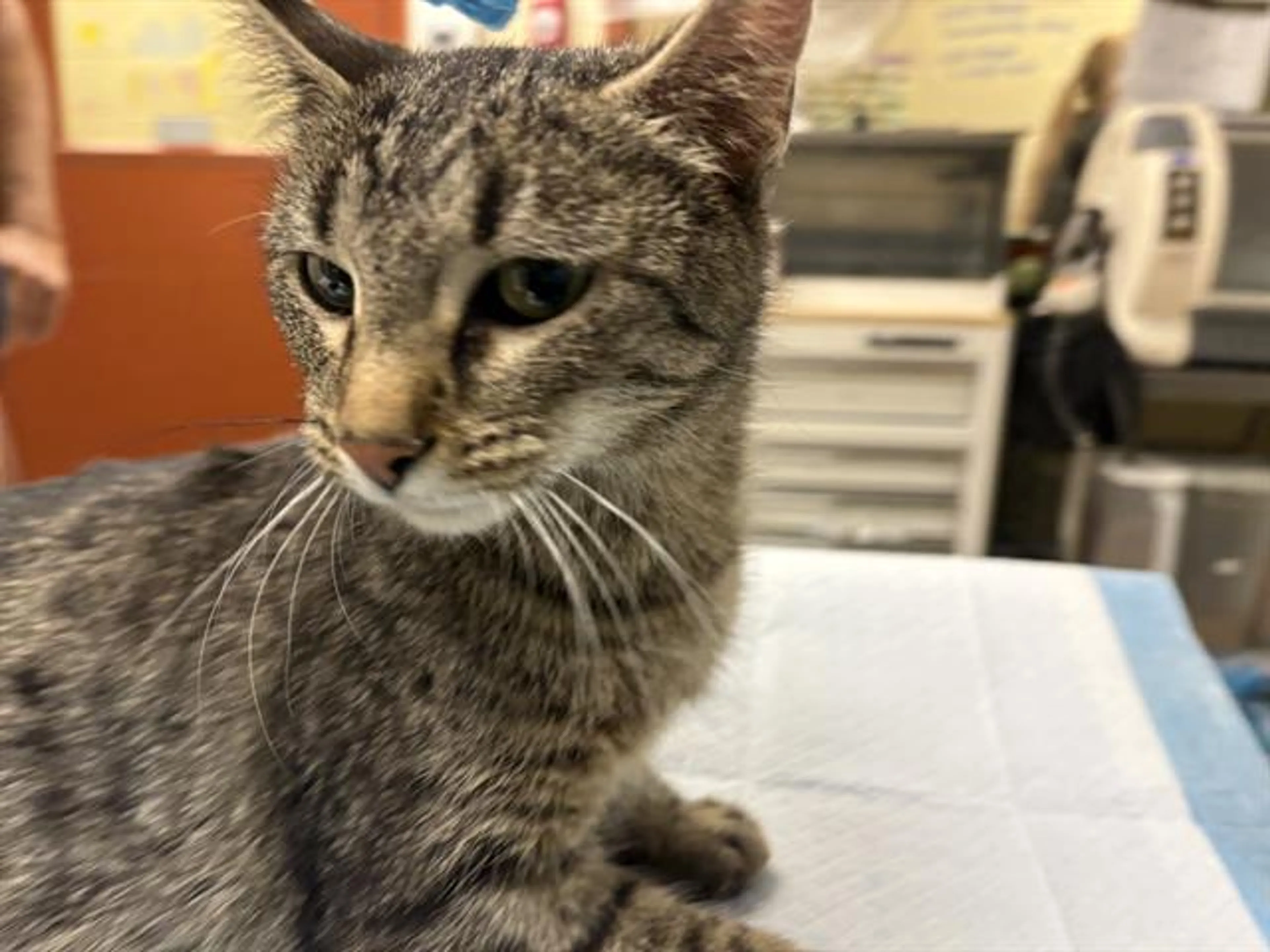 Found pet