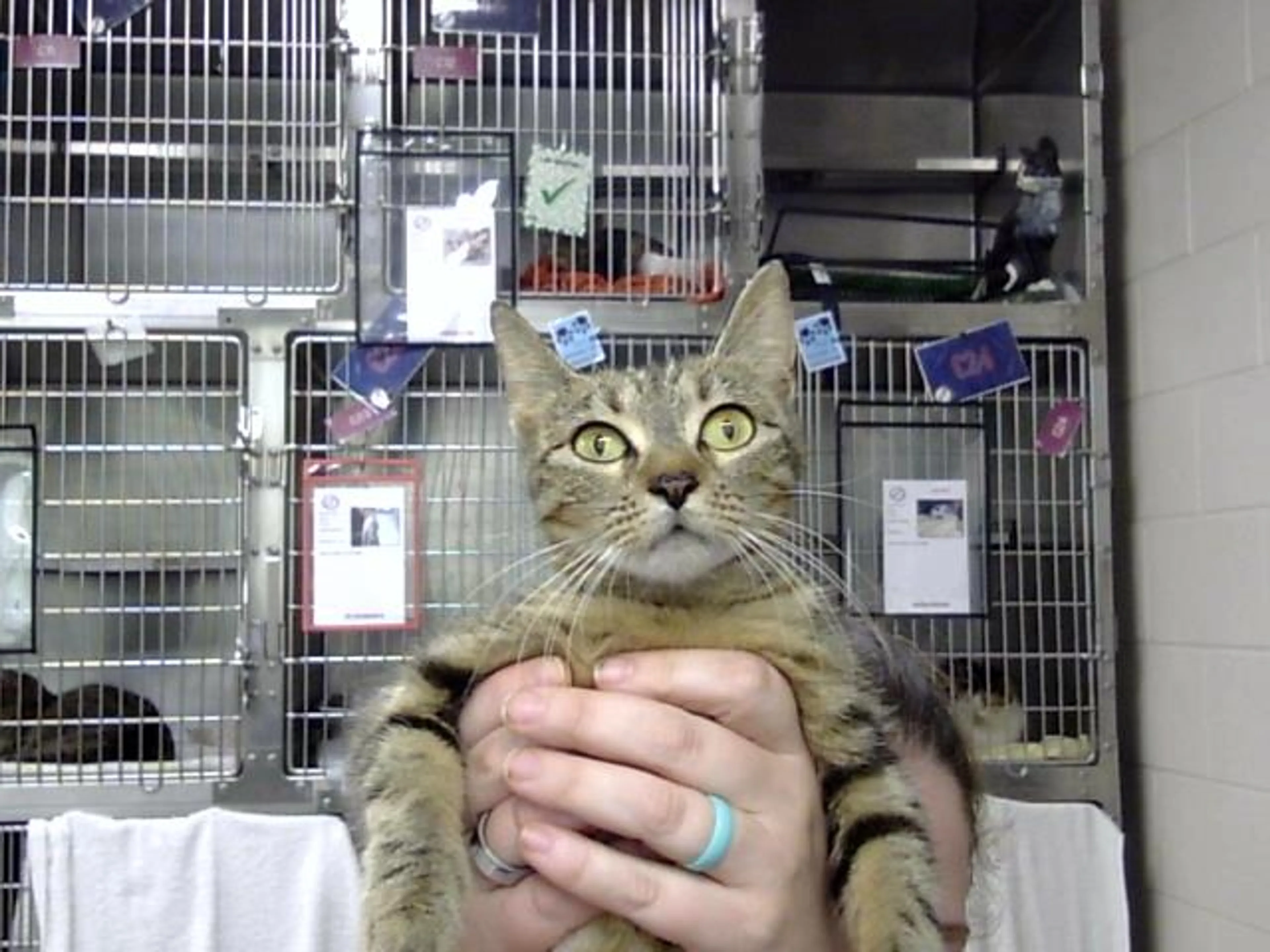 Found pet