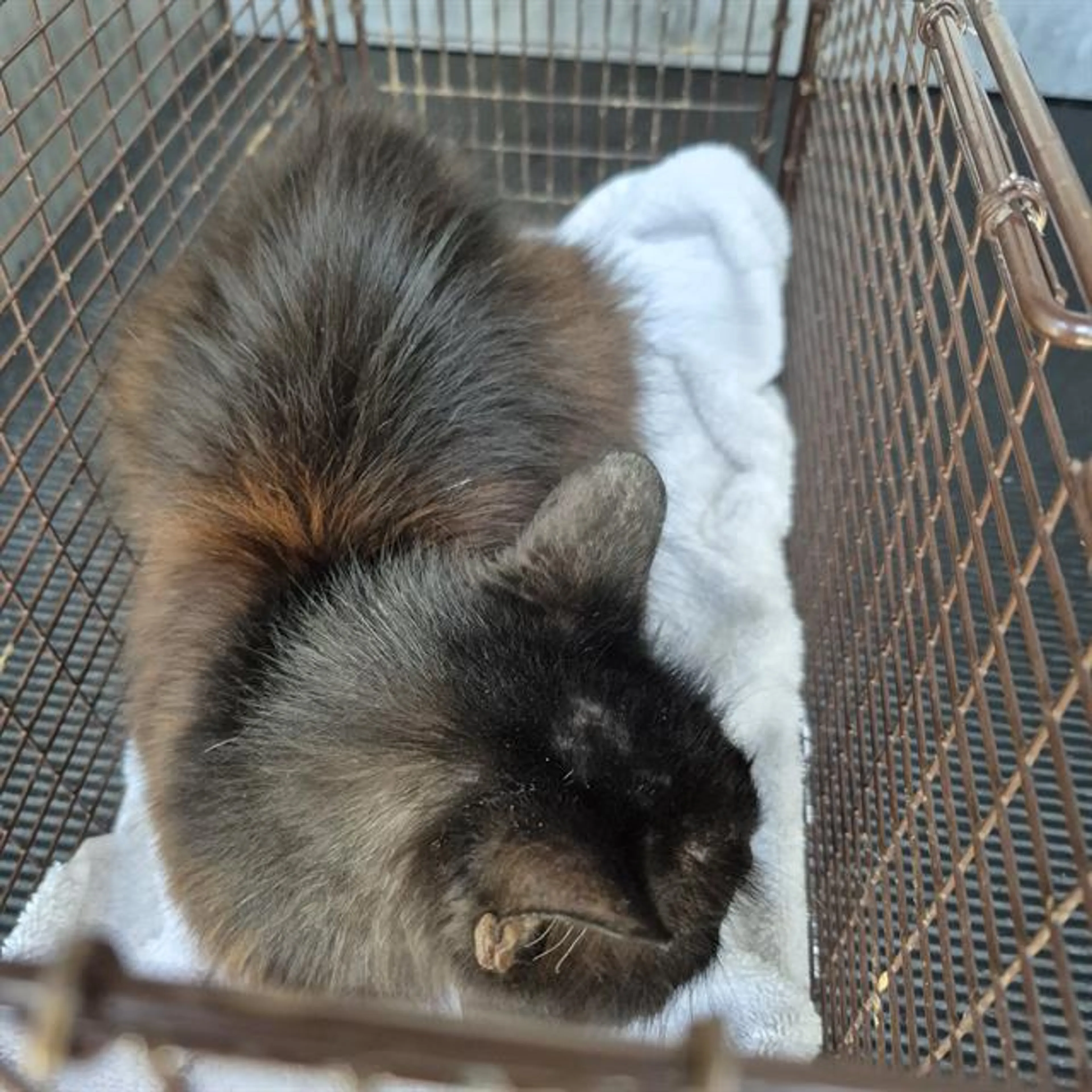Found pet