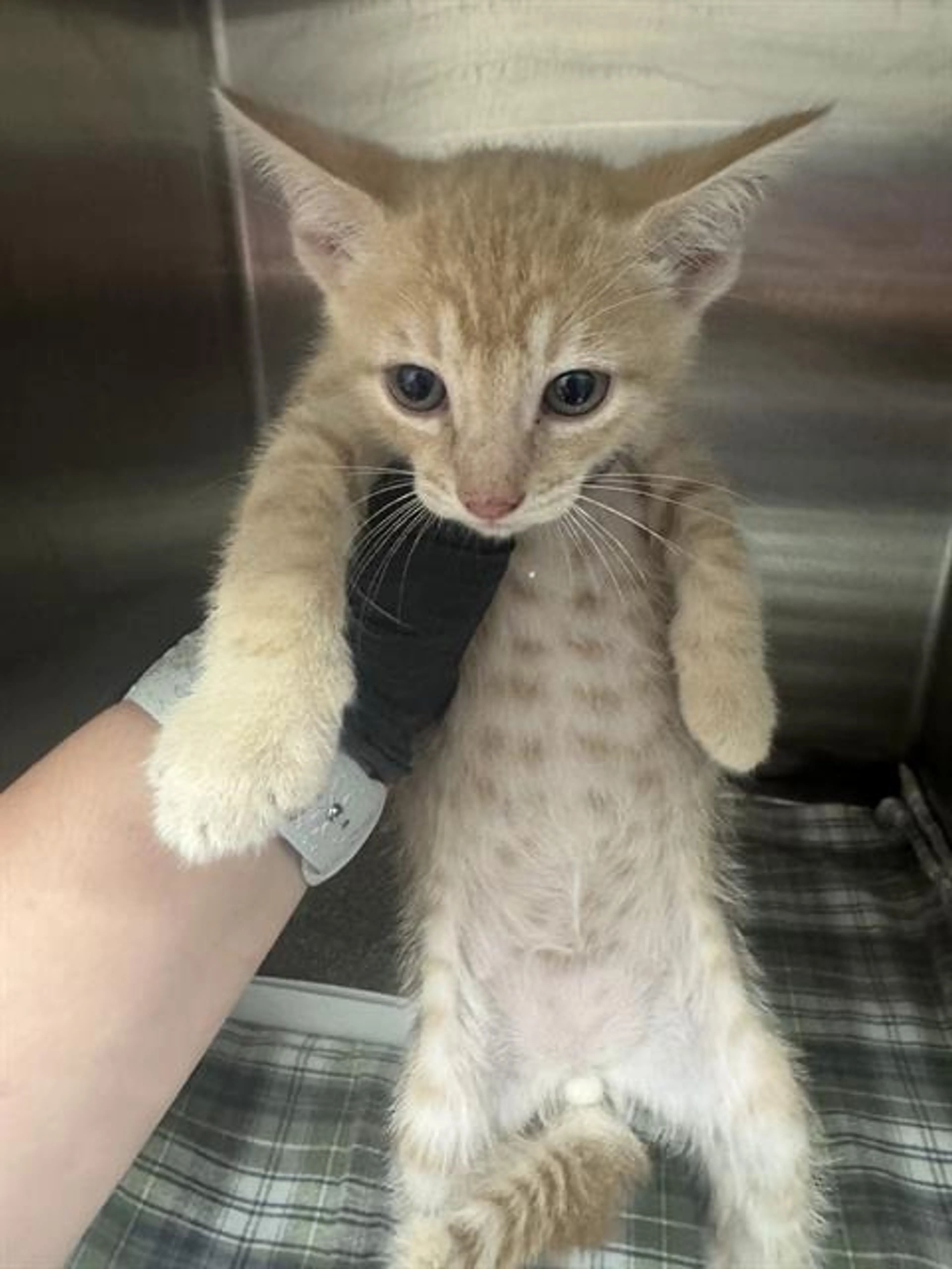 Found pet