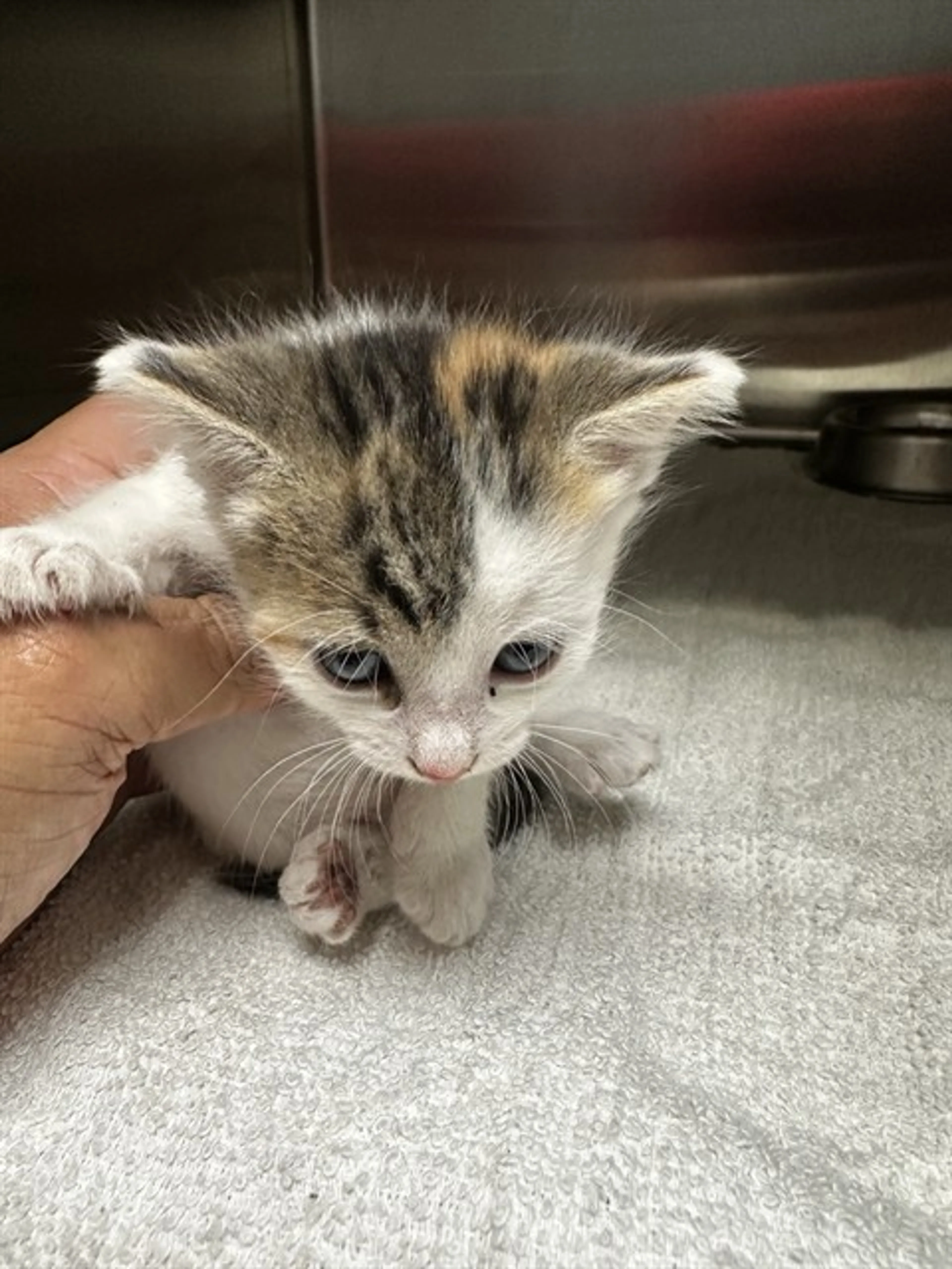 Found pet