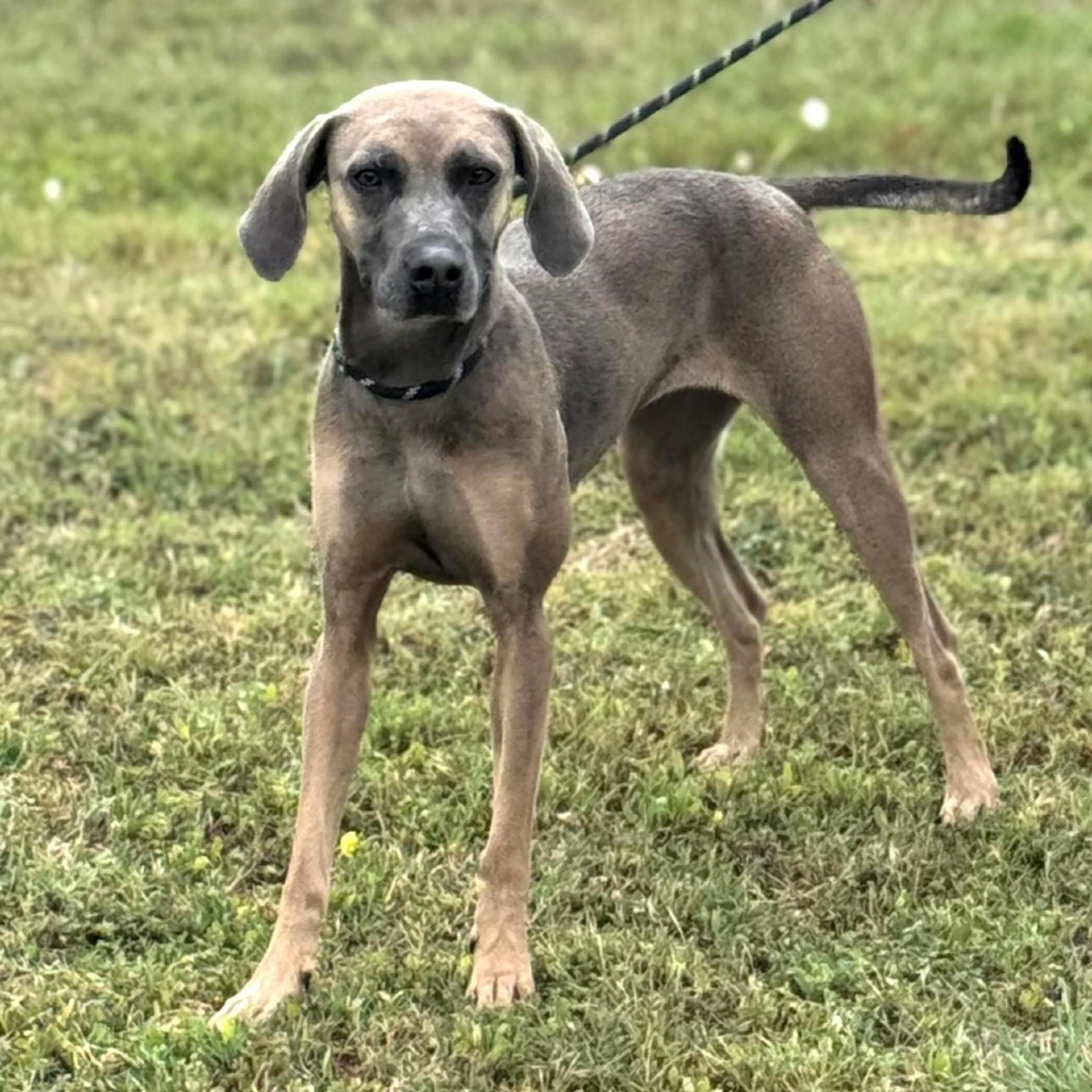 Found pet-2