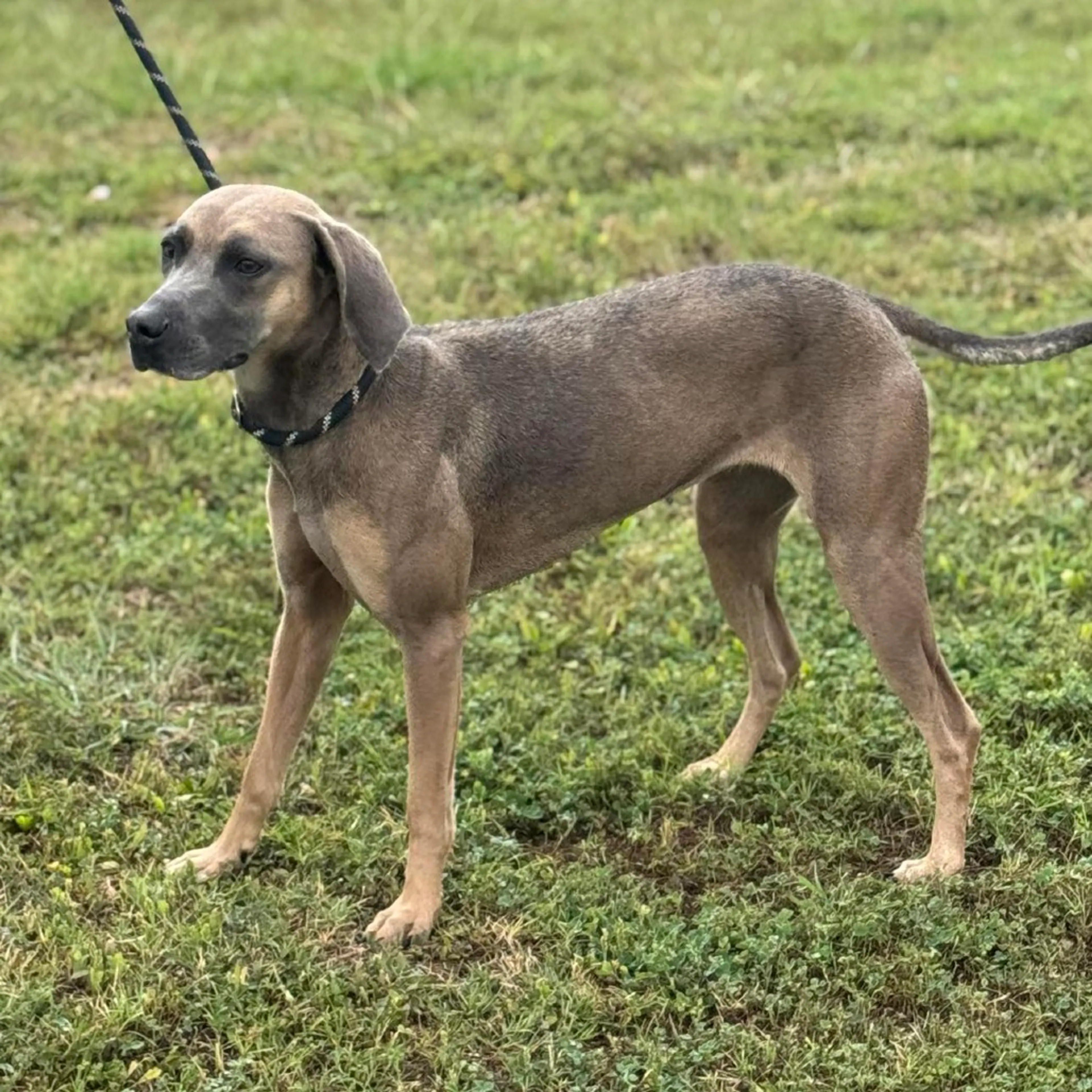 Found pet-4