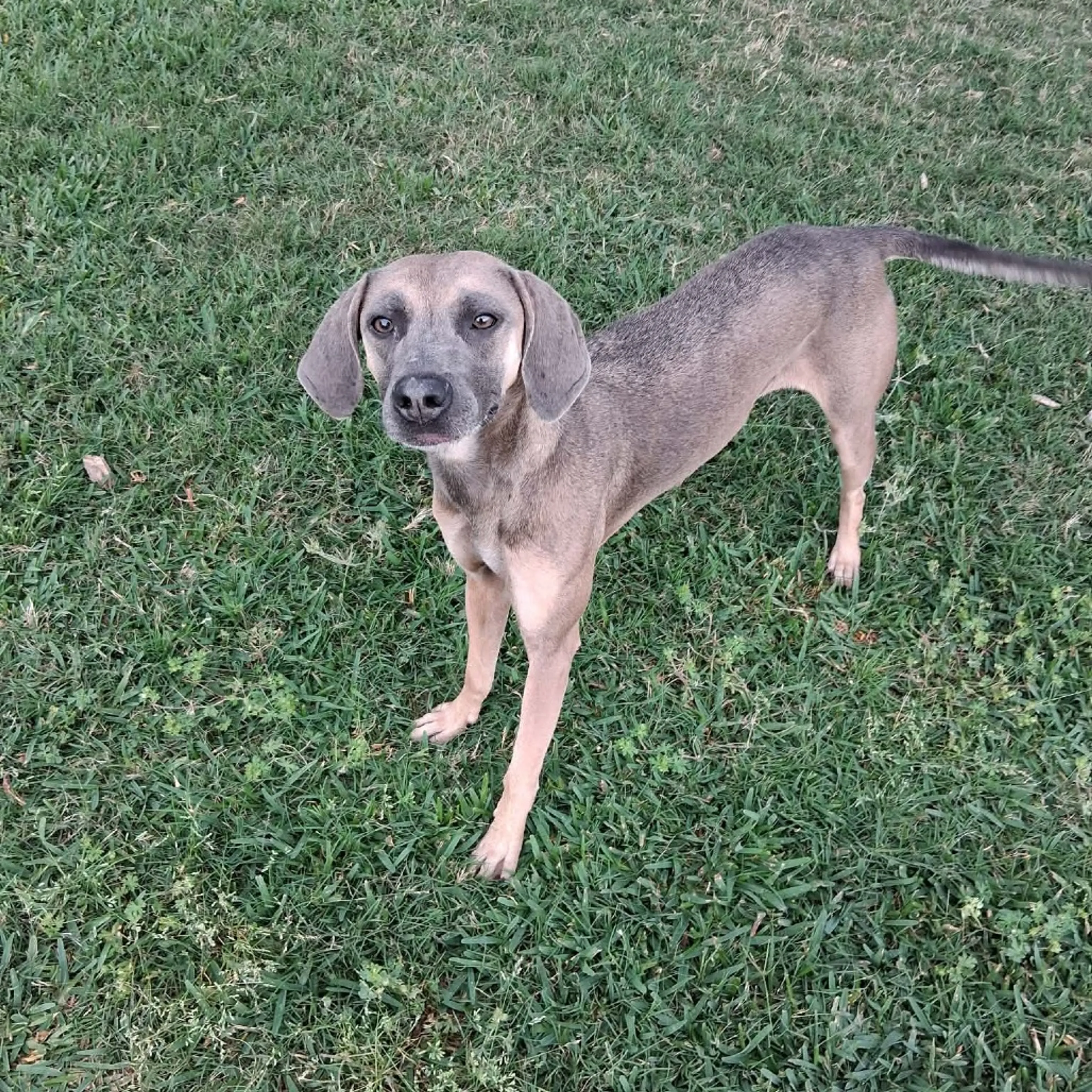 Found pet-3