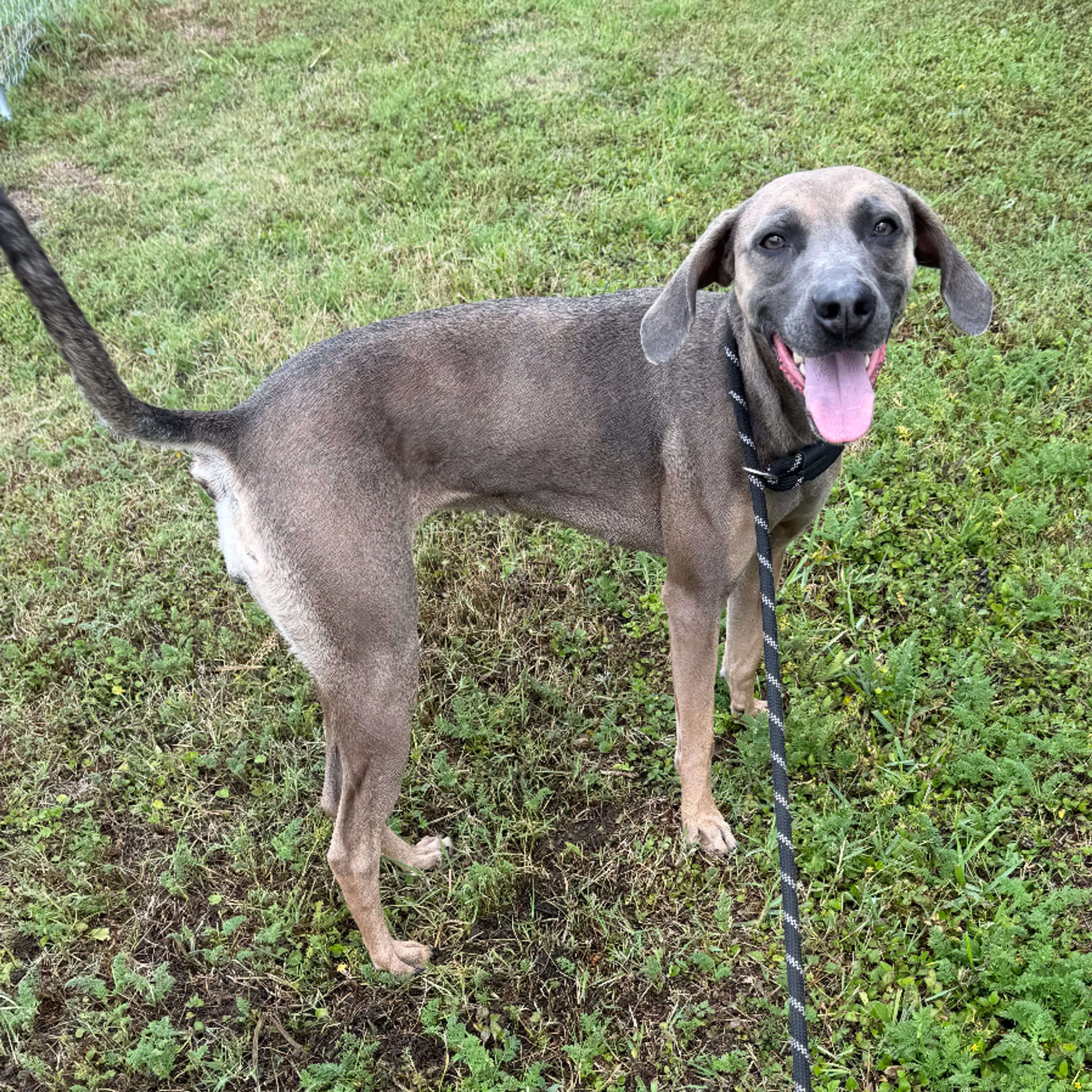 Found pet-1