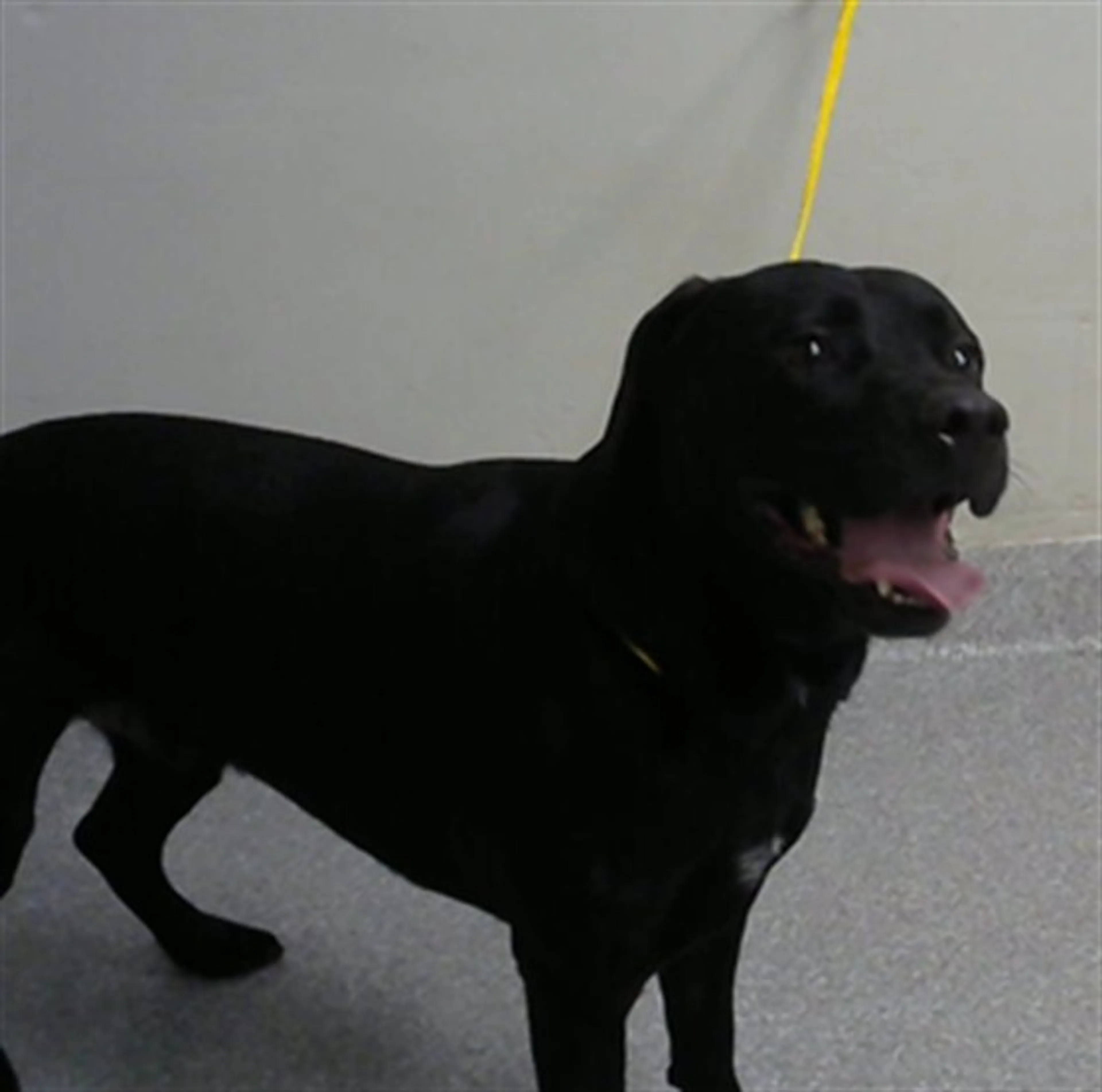 Found pet