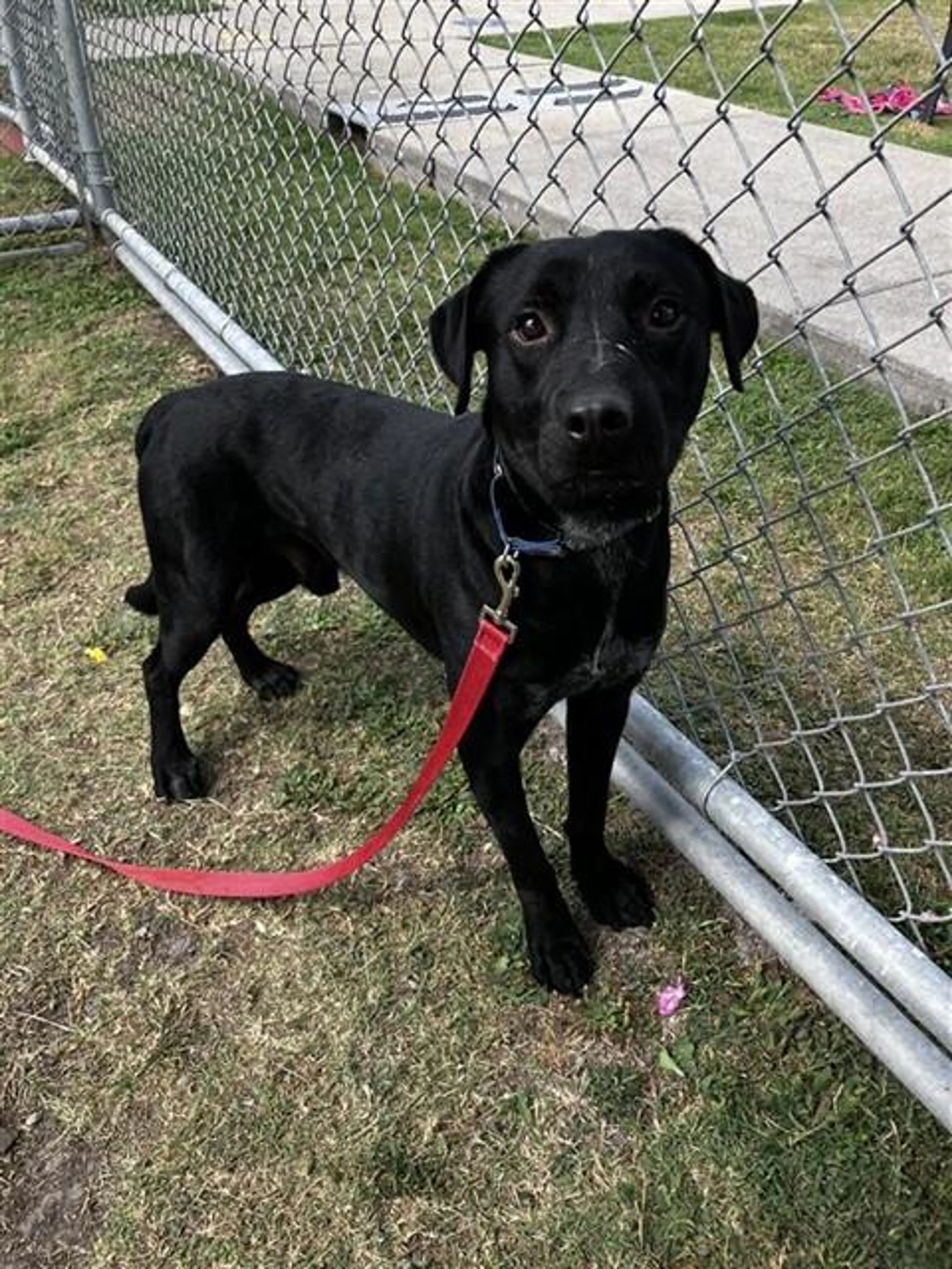 Found pet
