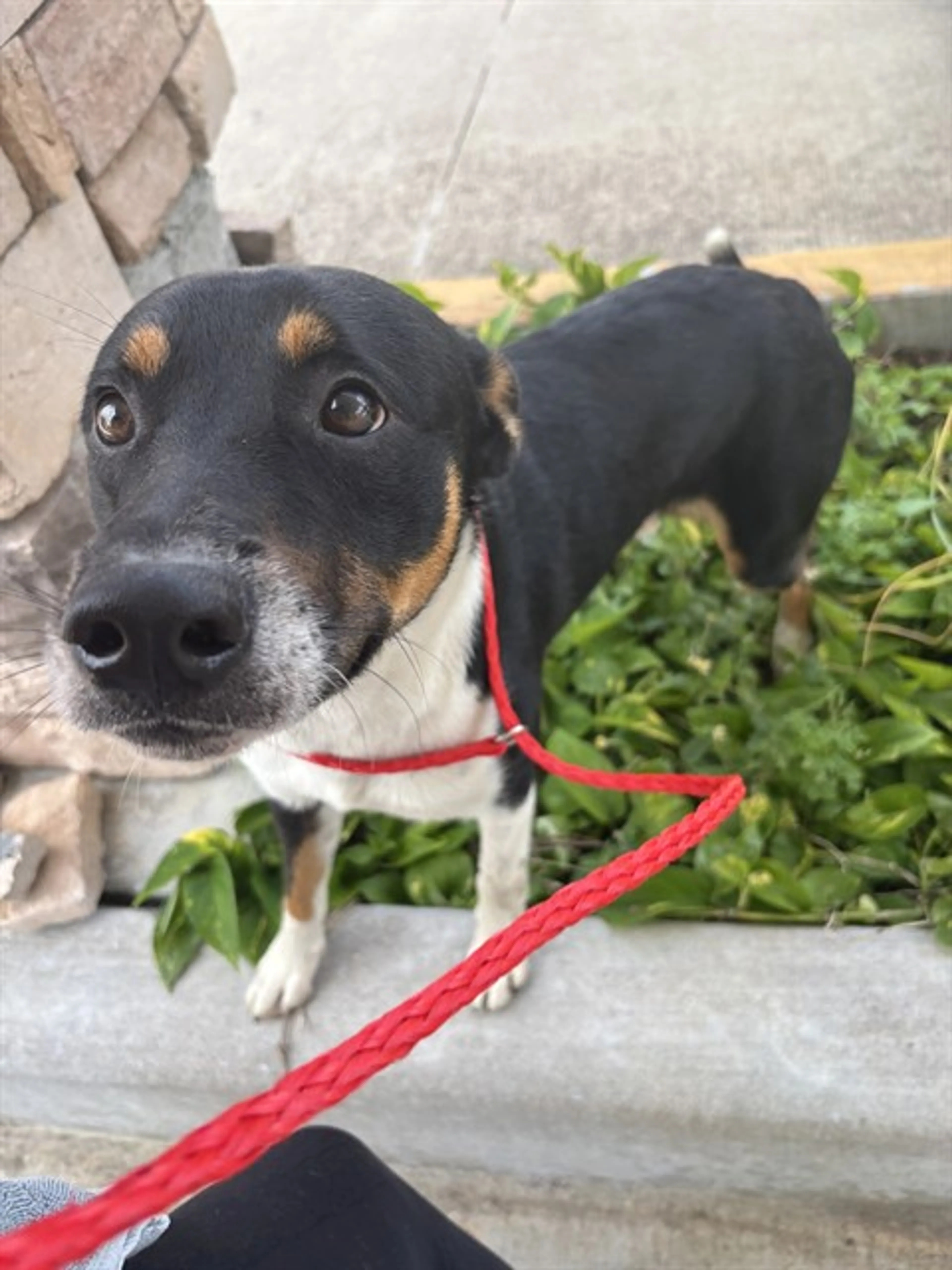 Found pet