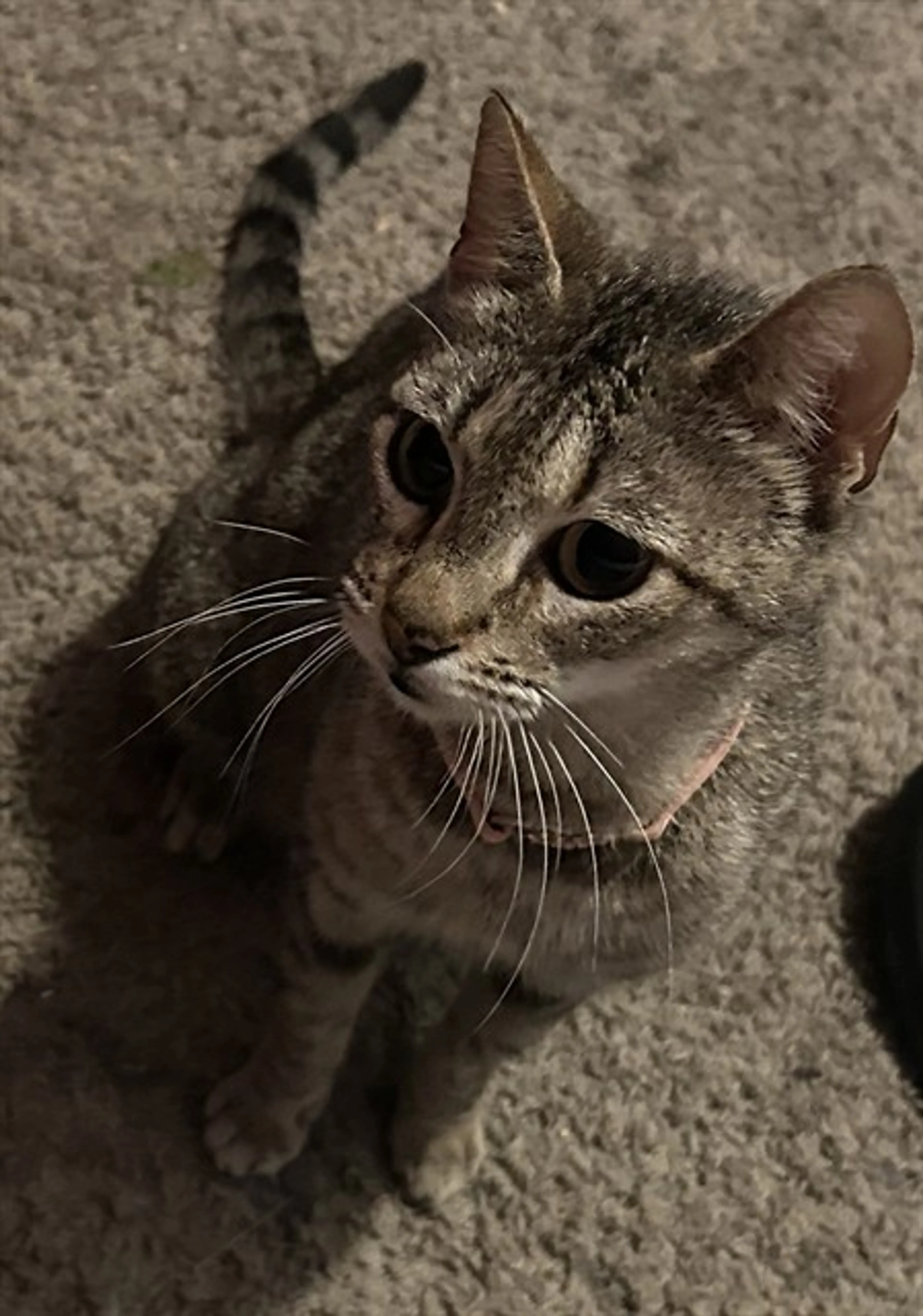 Found pet