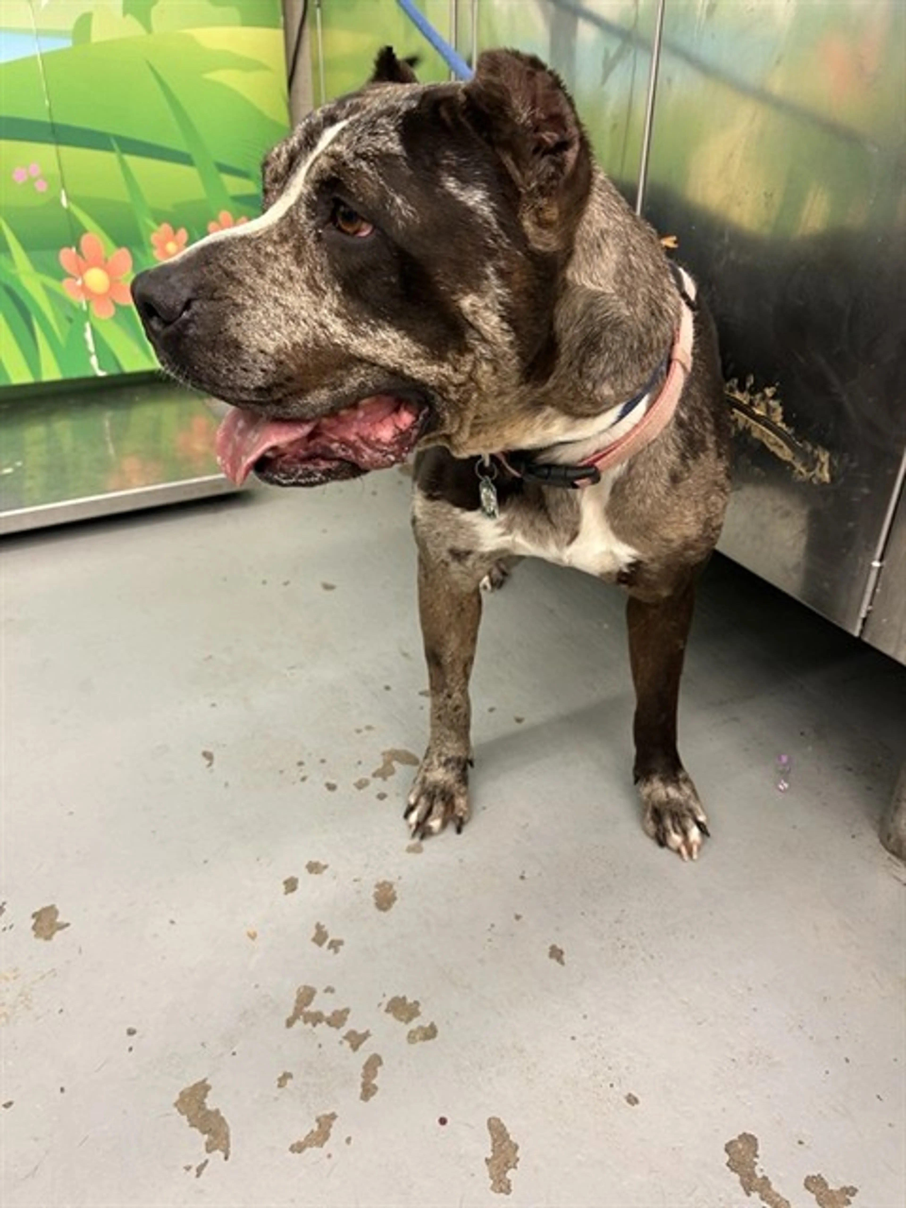 Found pet