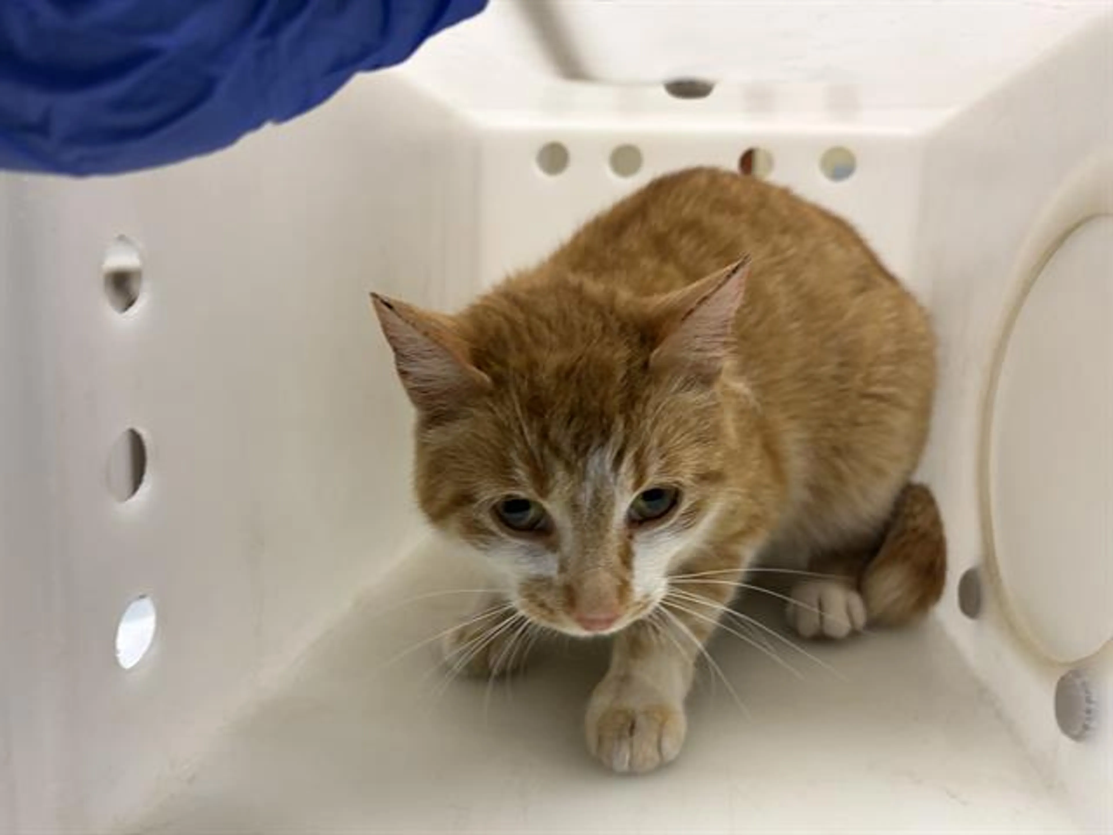 Found pet